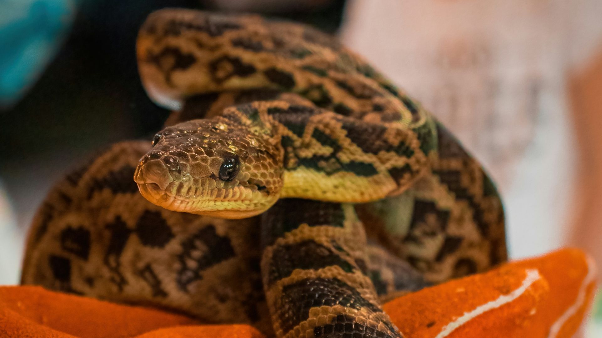a stuffed snake is held in a person's hand