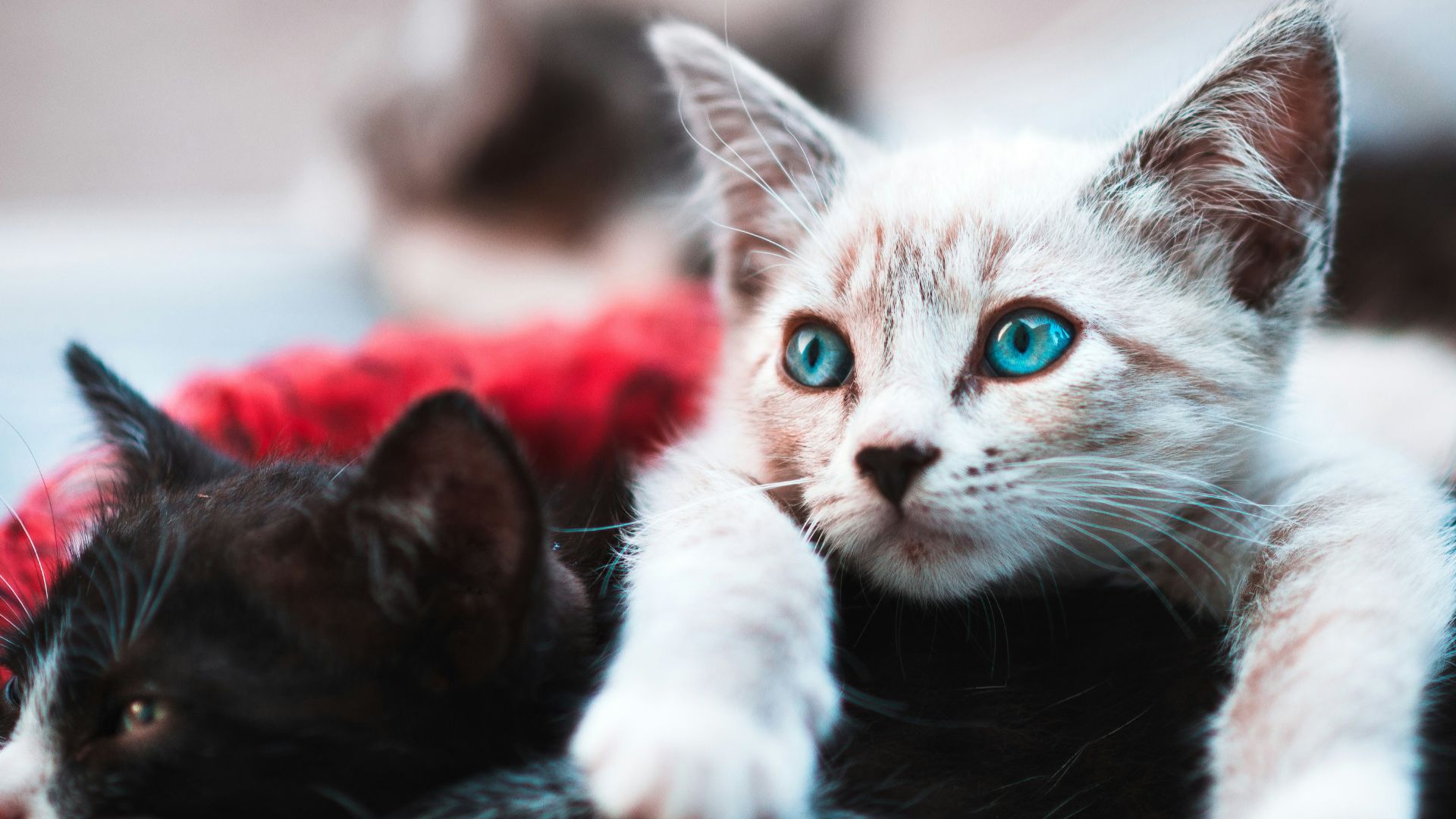 selective focus photography brown cat lying over black cat