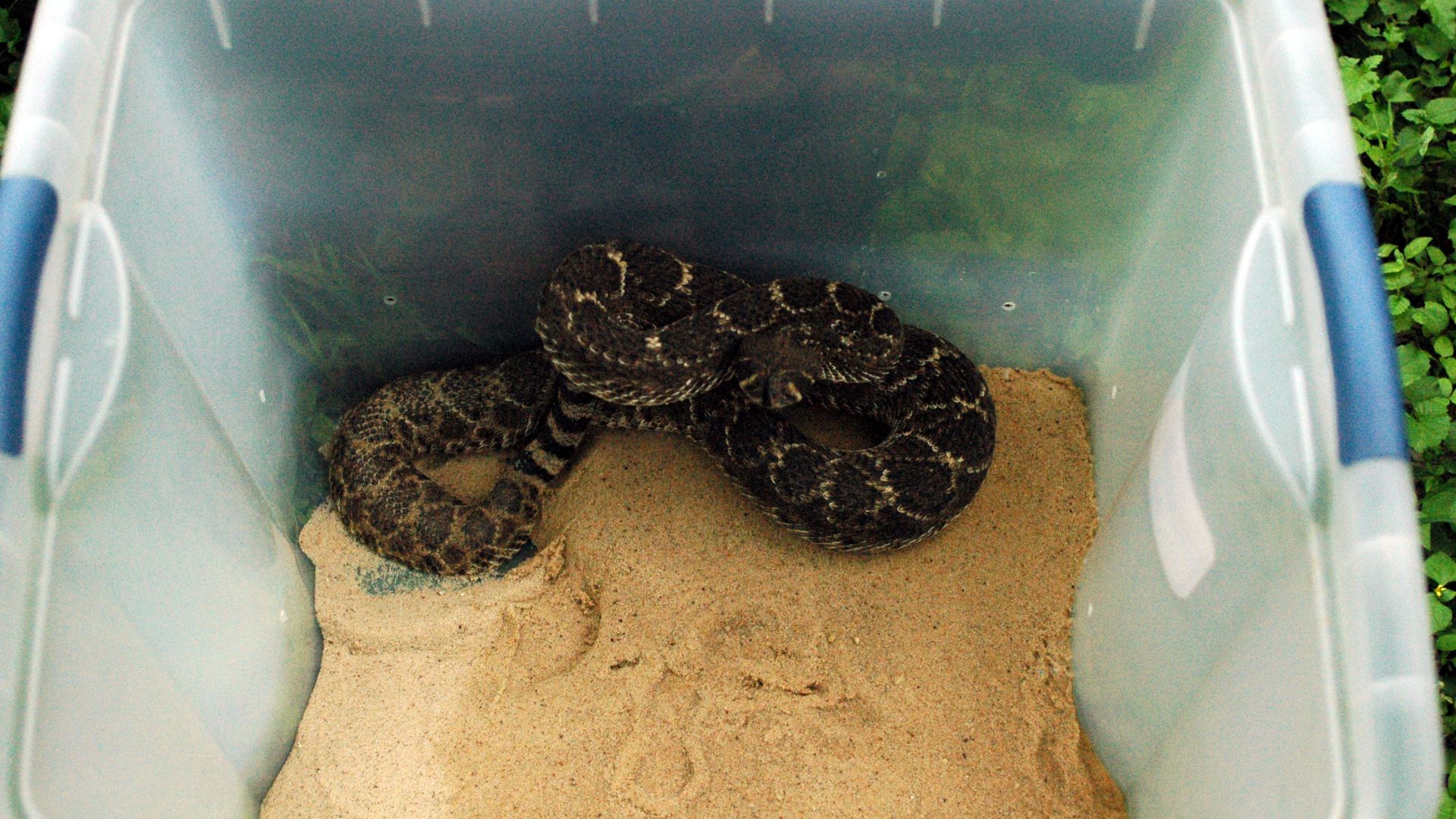 File:Western Diamondback Rattlesnake (Cortalus atrox) (487574691).jpg