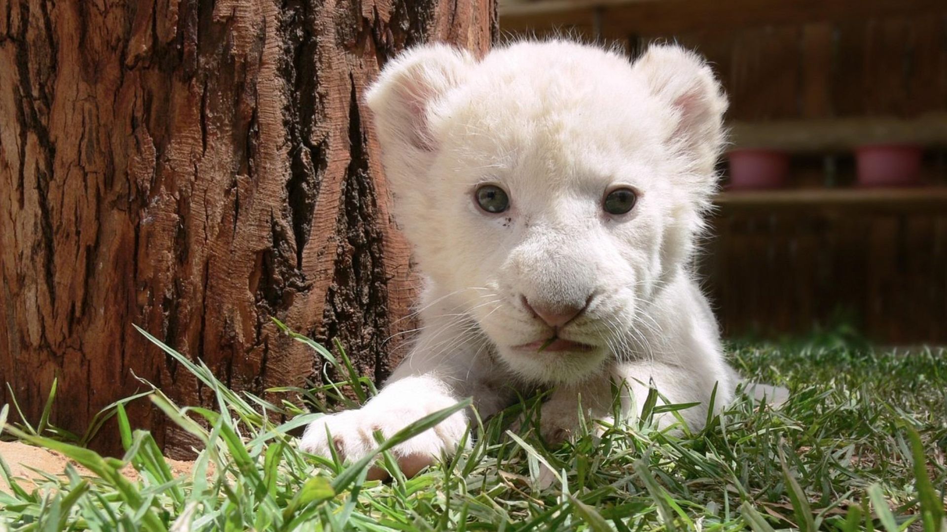 PublicDomainPictures