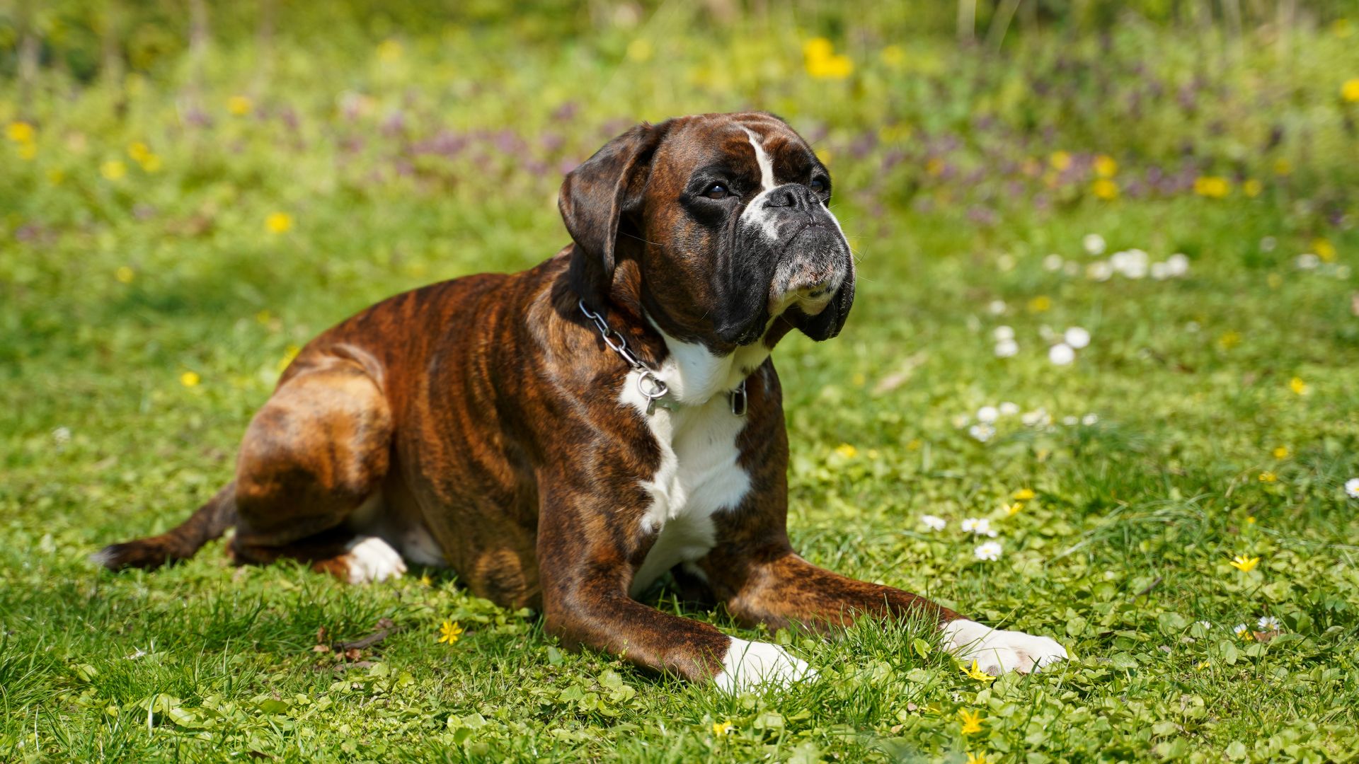 File:Deutscher Boxer Elmo vom Freudenreich, liegend.jpg