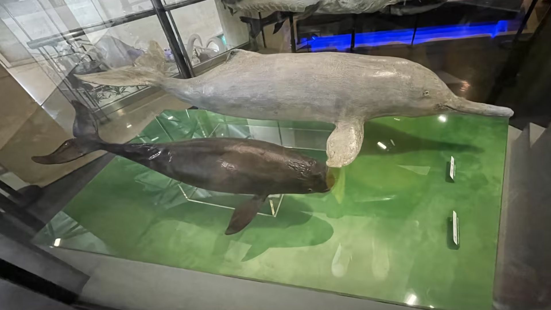 File:Yangtze river dolphin (or Baiji) (lipotes vexillifer) & narrow-ridged finless porpoisespecimen (2).jpg