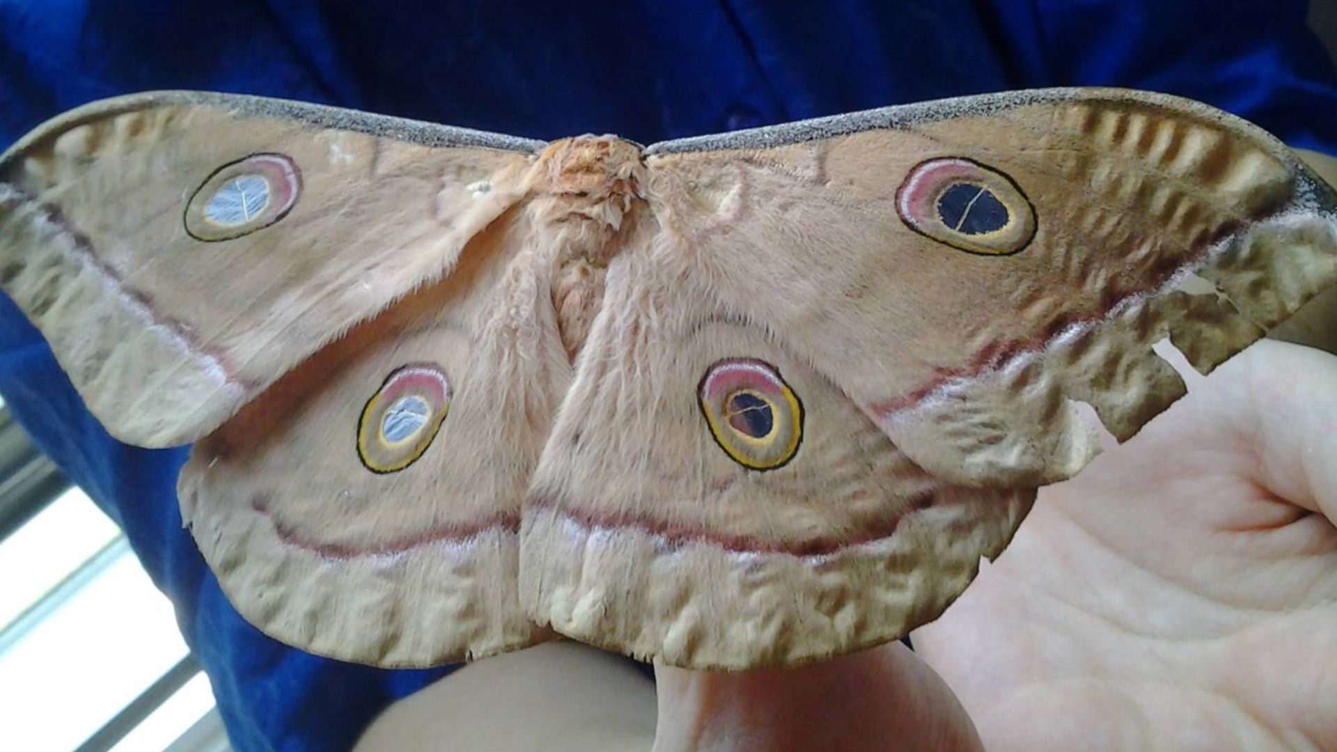 File:Big moth in Binh Duong, Vietnam.jpg