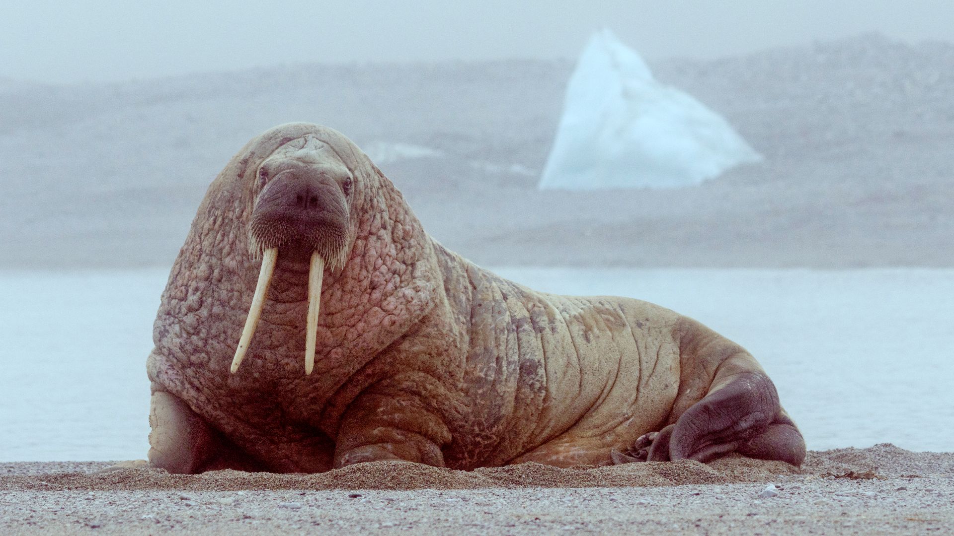 File:Walrus in the Russian Arctic National Park, Novaya Zemlya 2015-2.jpg