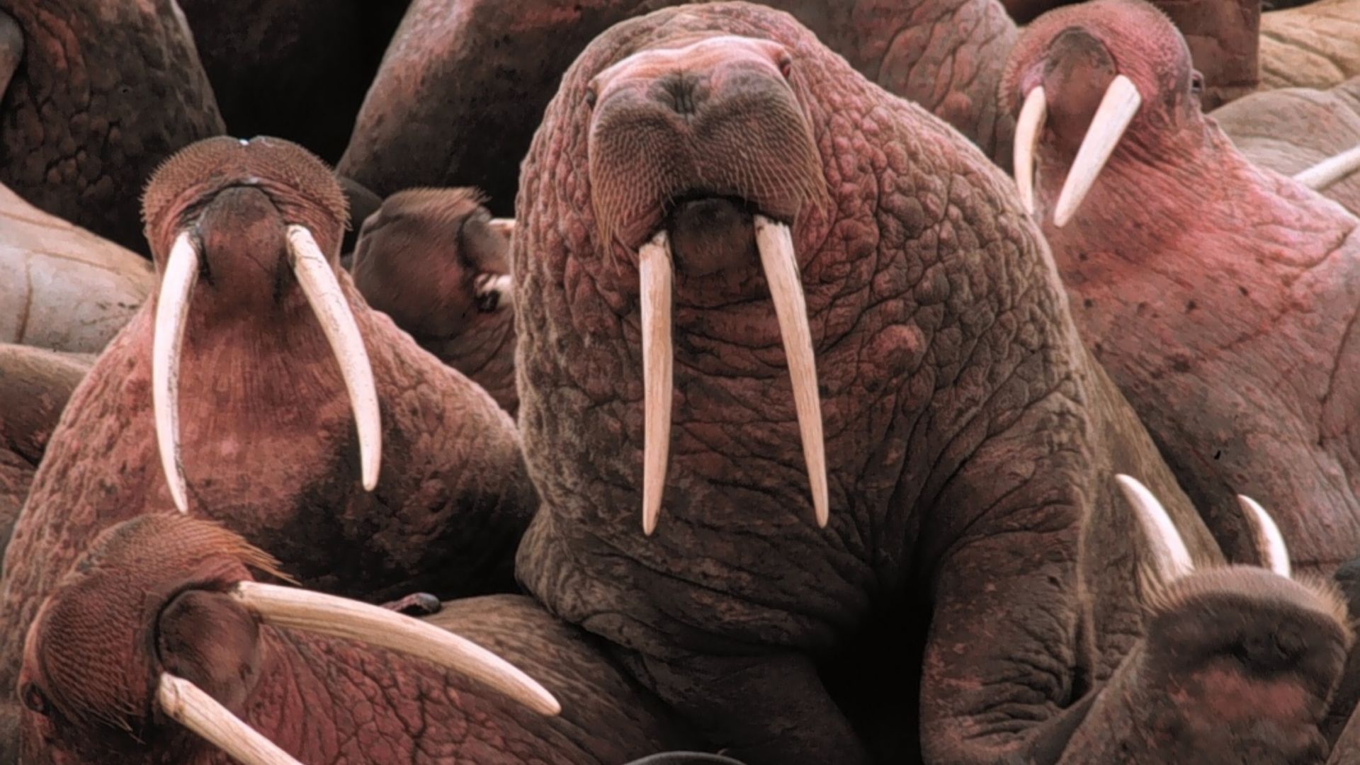 File:Walrus2.jpg