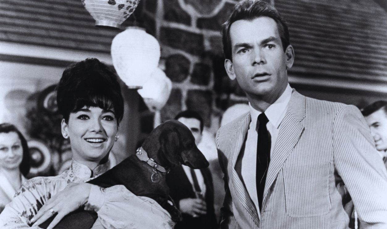 Gettyimages - 1262802401, Geliebter Haustyrann Kino. Geliebter Haustyrann, (THE UGLY DACHSHUND) USA, 1965, Regie: Norman Tokar, SUZANNE PLESHETTE, DEAN JONES, Key: Tier, Hund, Dackel.
