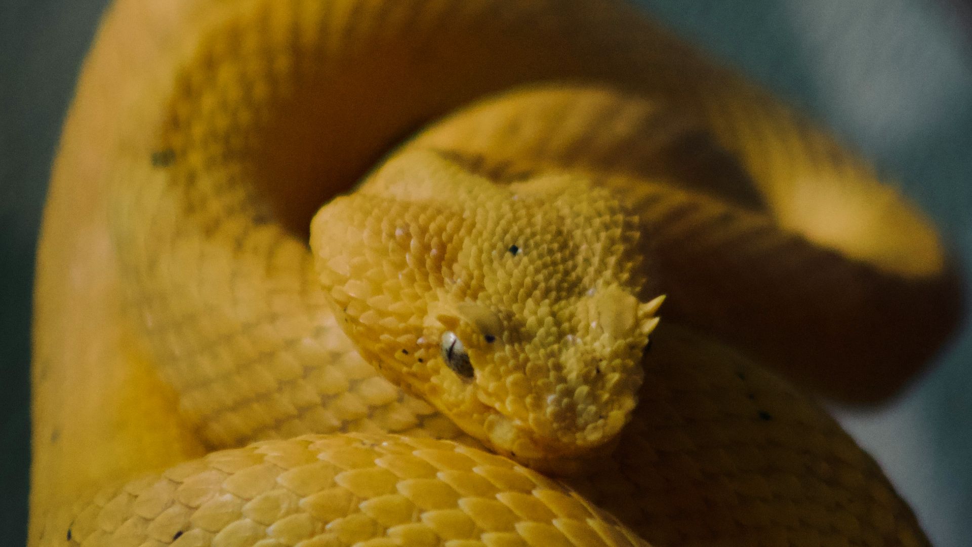 a close up of a yellow snake on a branch