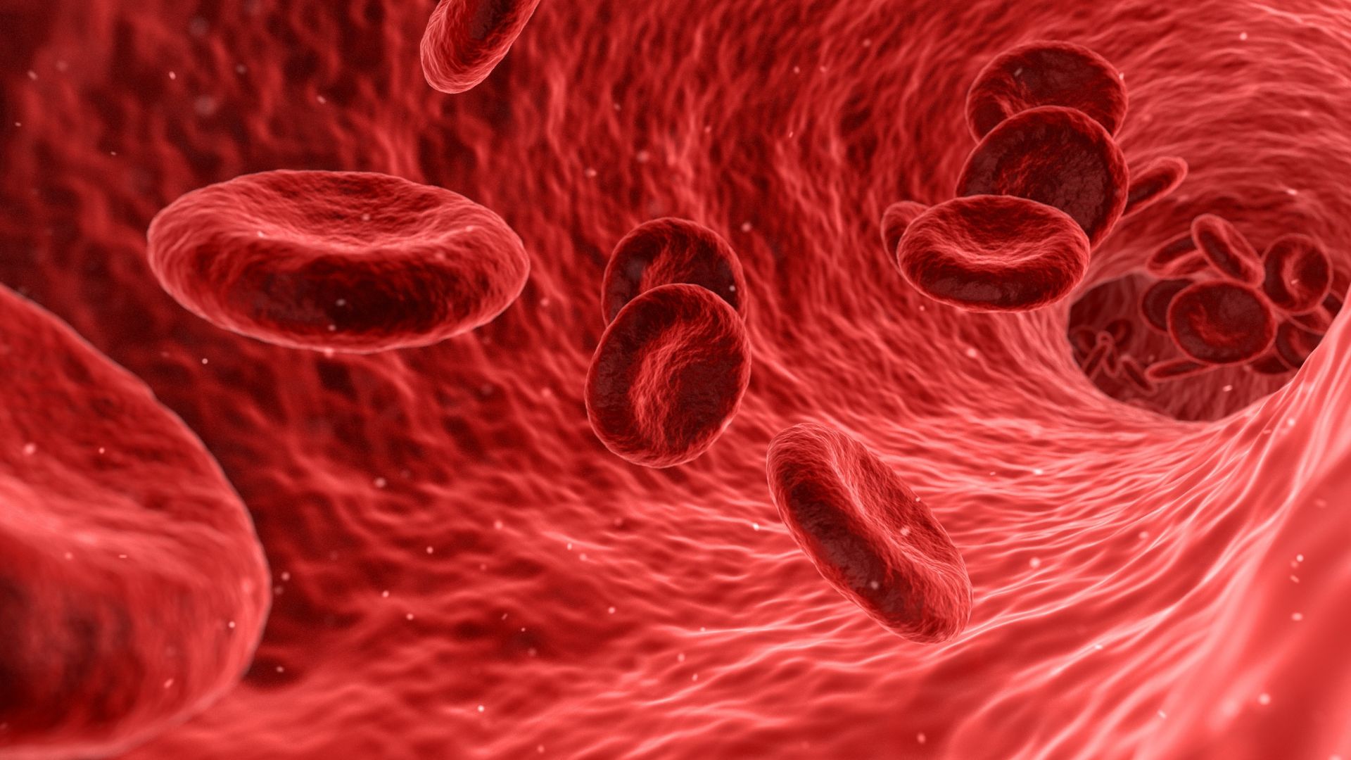 File:Red Blood Cell.jpg