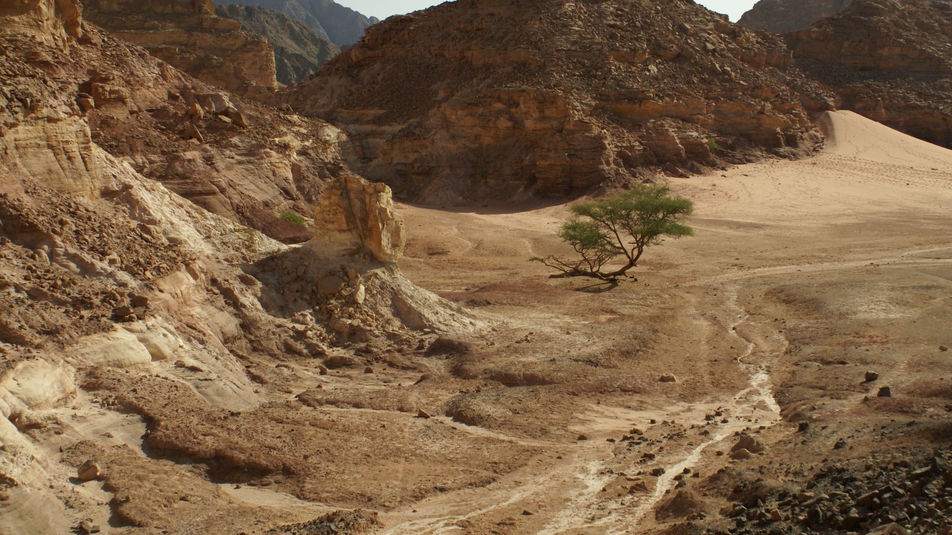 File:Wadi with Acacia on Sinai Peninsula.jpg