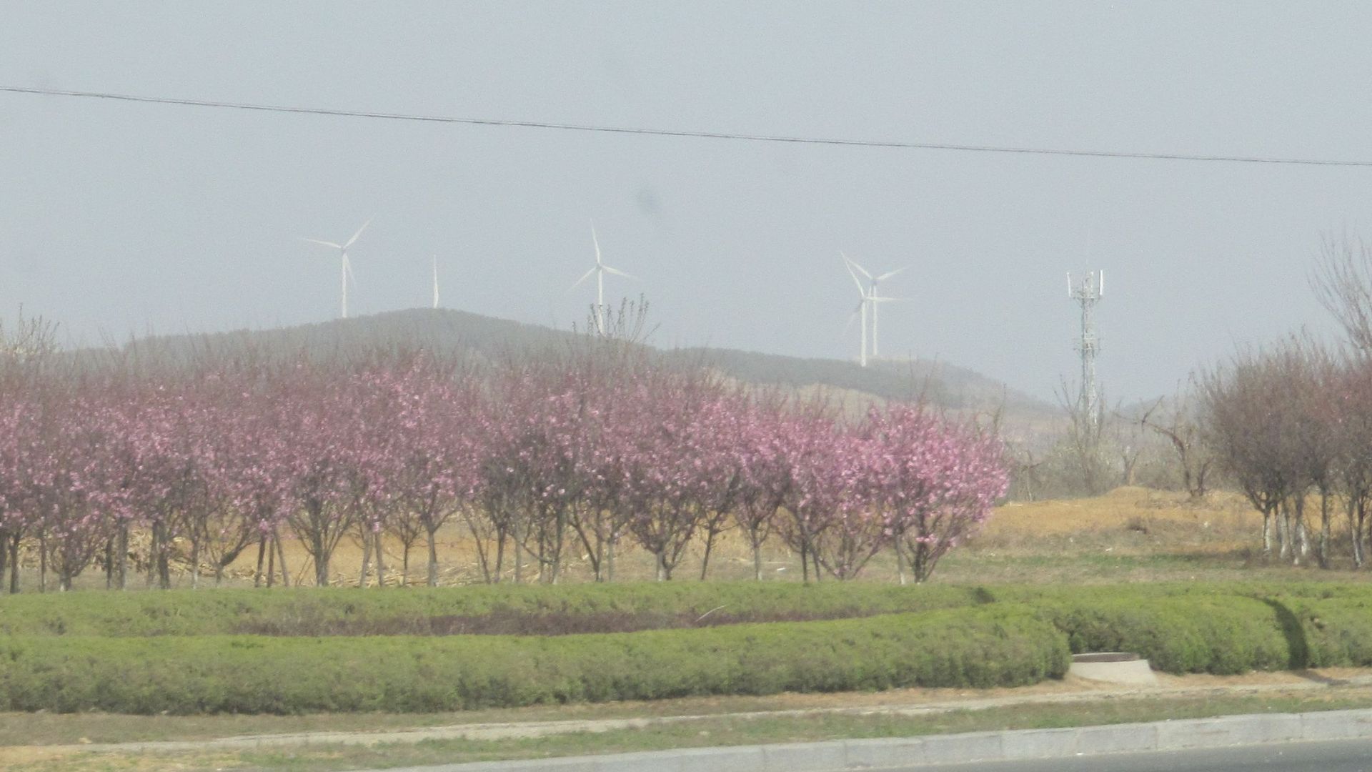 File:Champs eoliennes Yantai.jpg