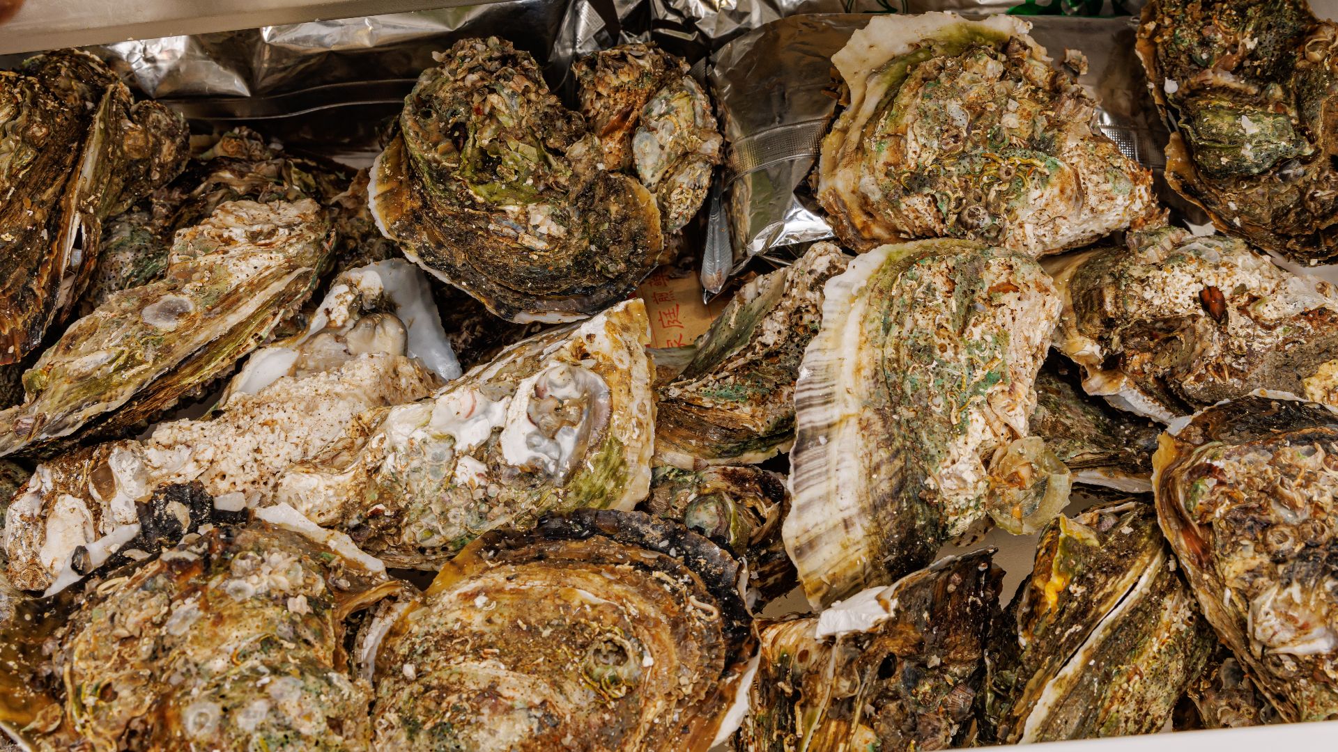 File:SOME OYSTERS IN REFRIGERATOR (2).jpg