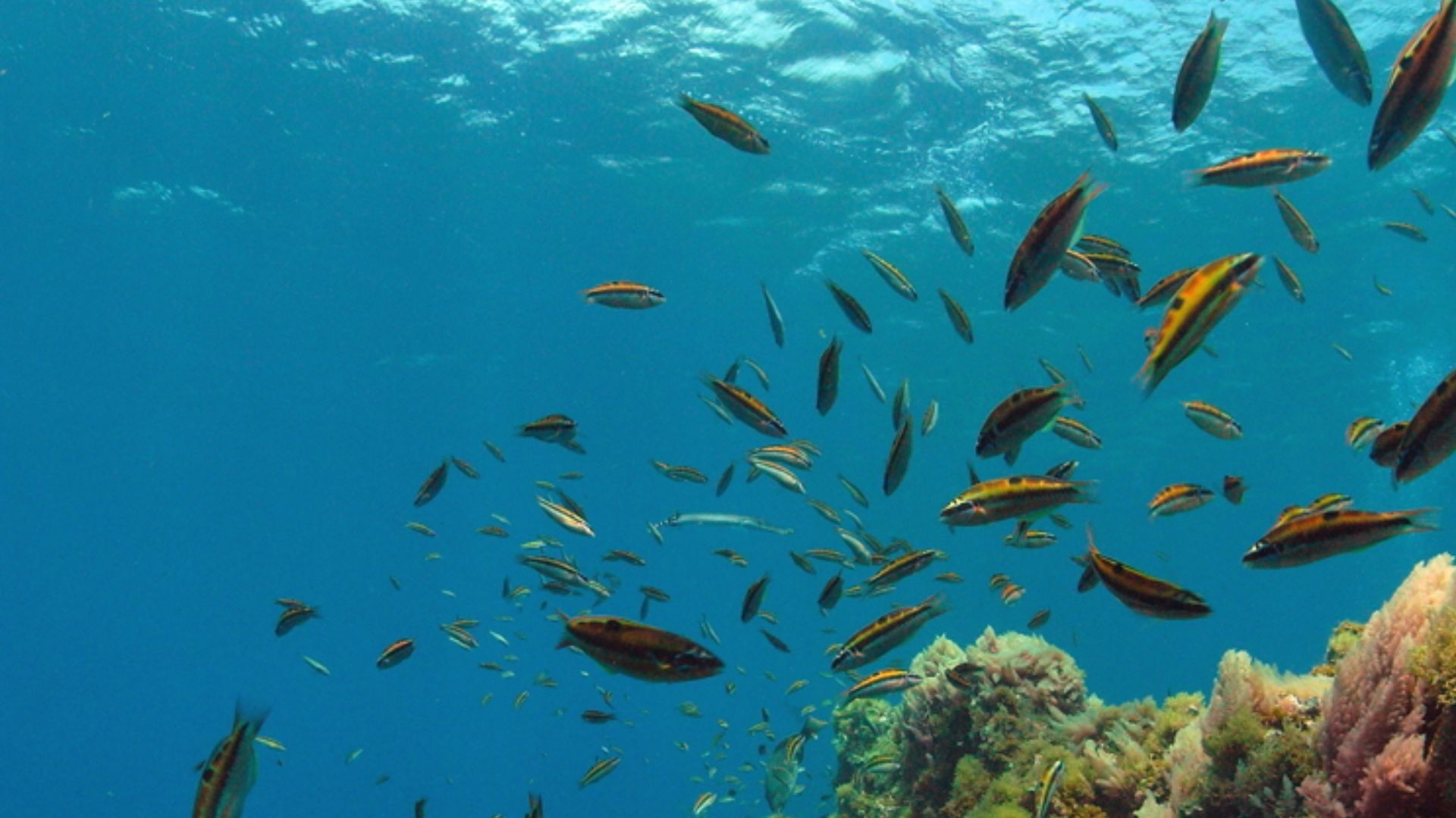 File:Underwater internal reflection.jpg