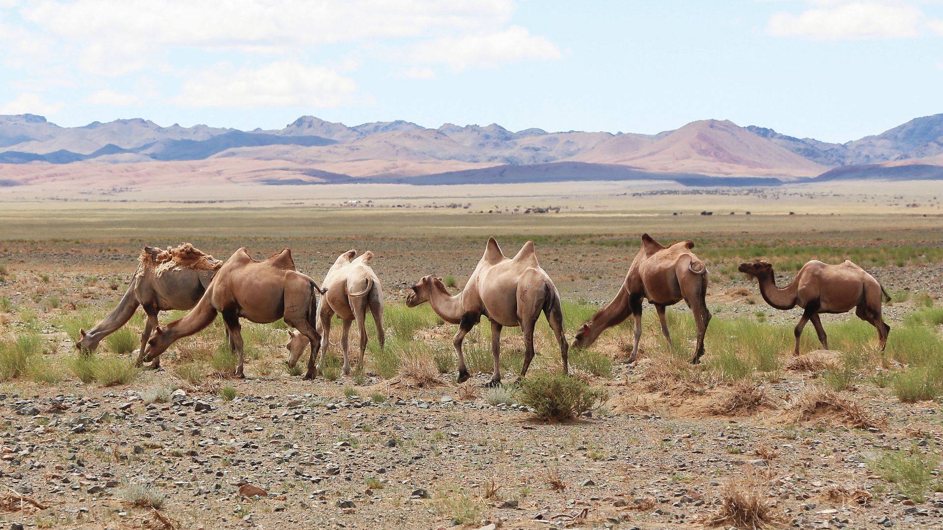 File:Camels in Gobi Desert 01.jpg