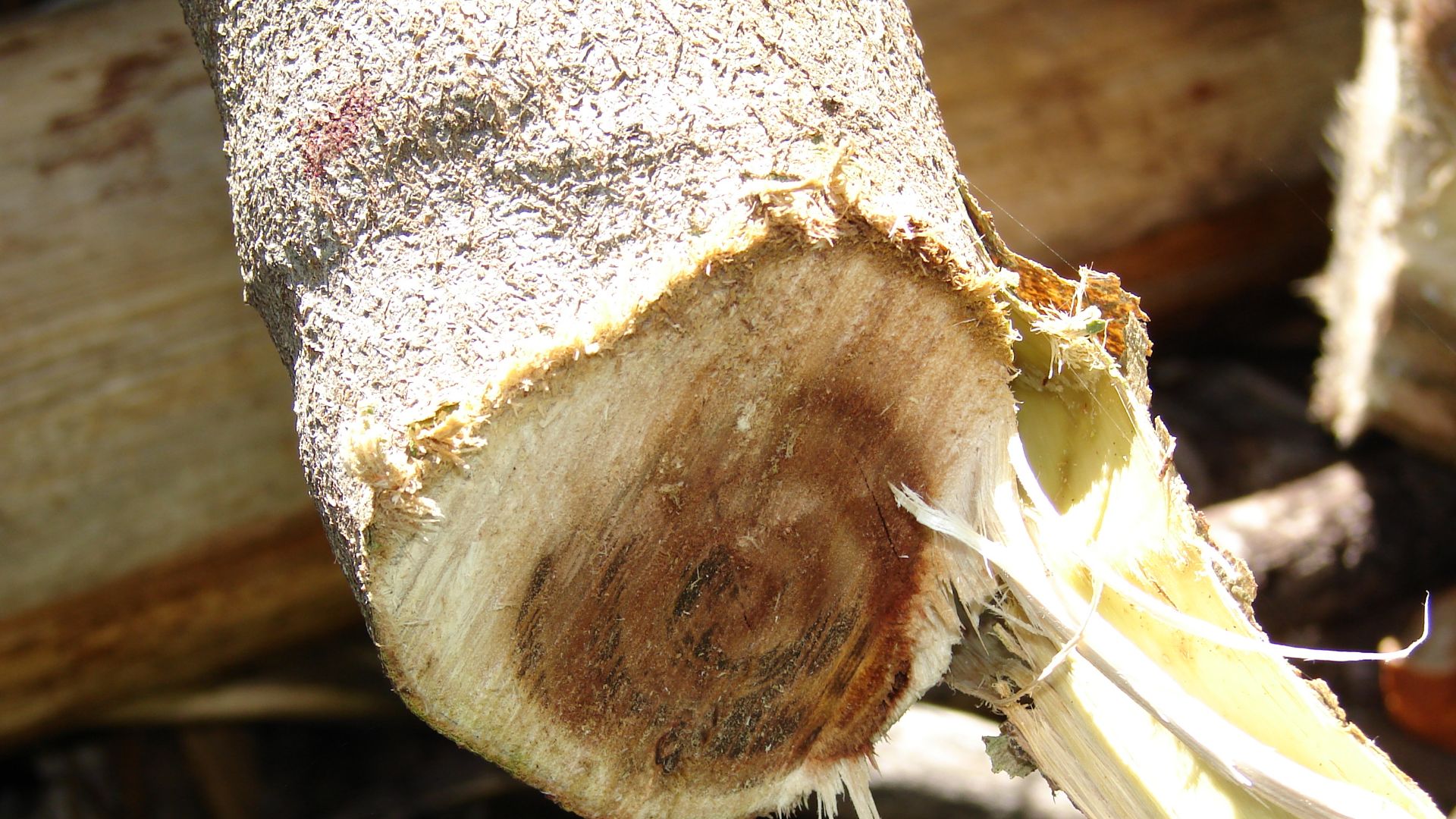 File:Starr-070325-6151-Acacia koaia-wood-Makawao-Maui (24767977672).jpg