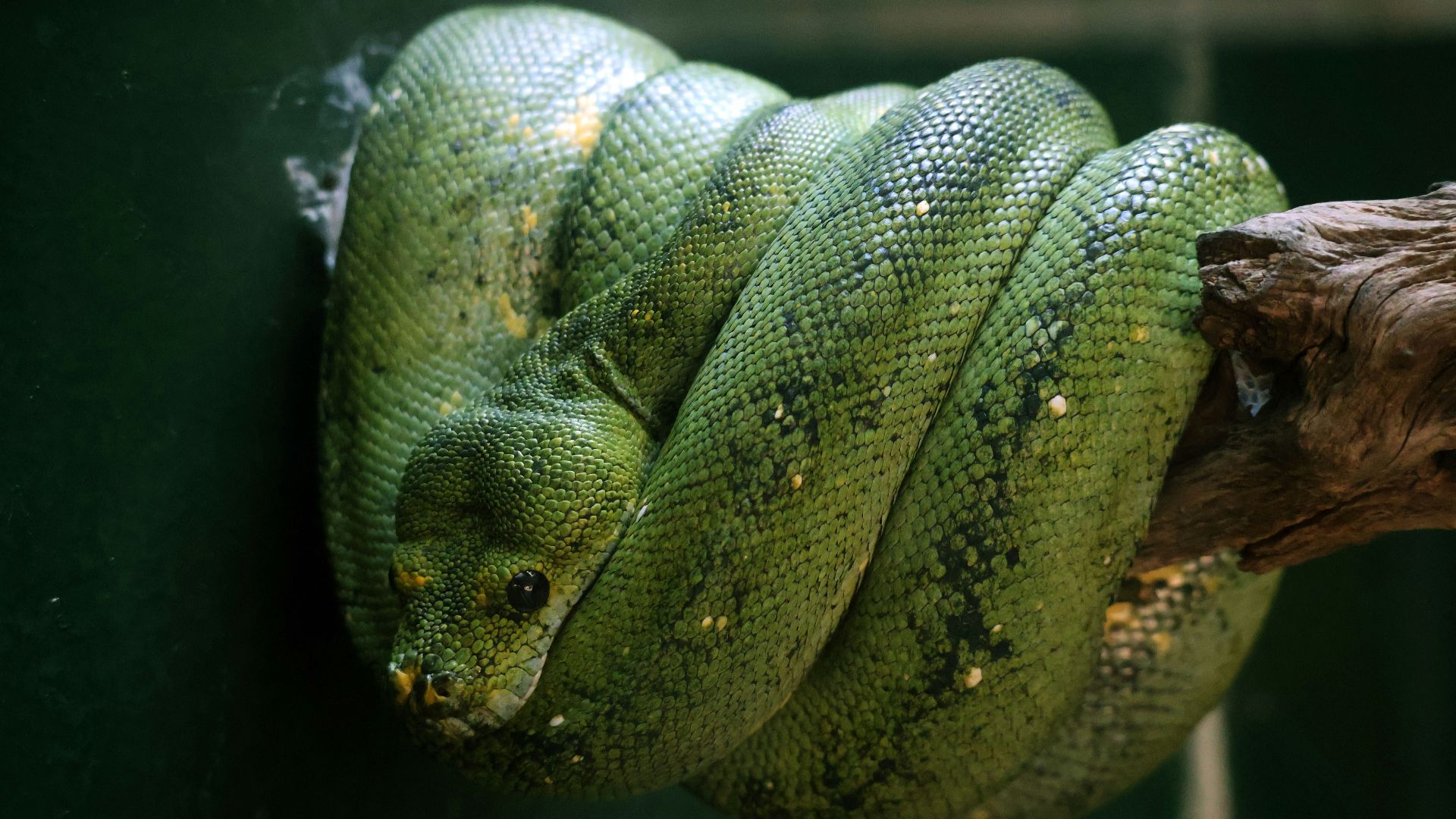 A green snake curled up on a branch
