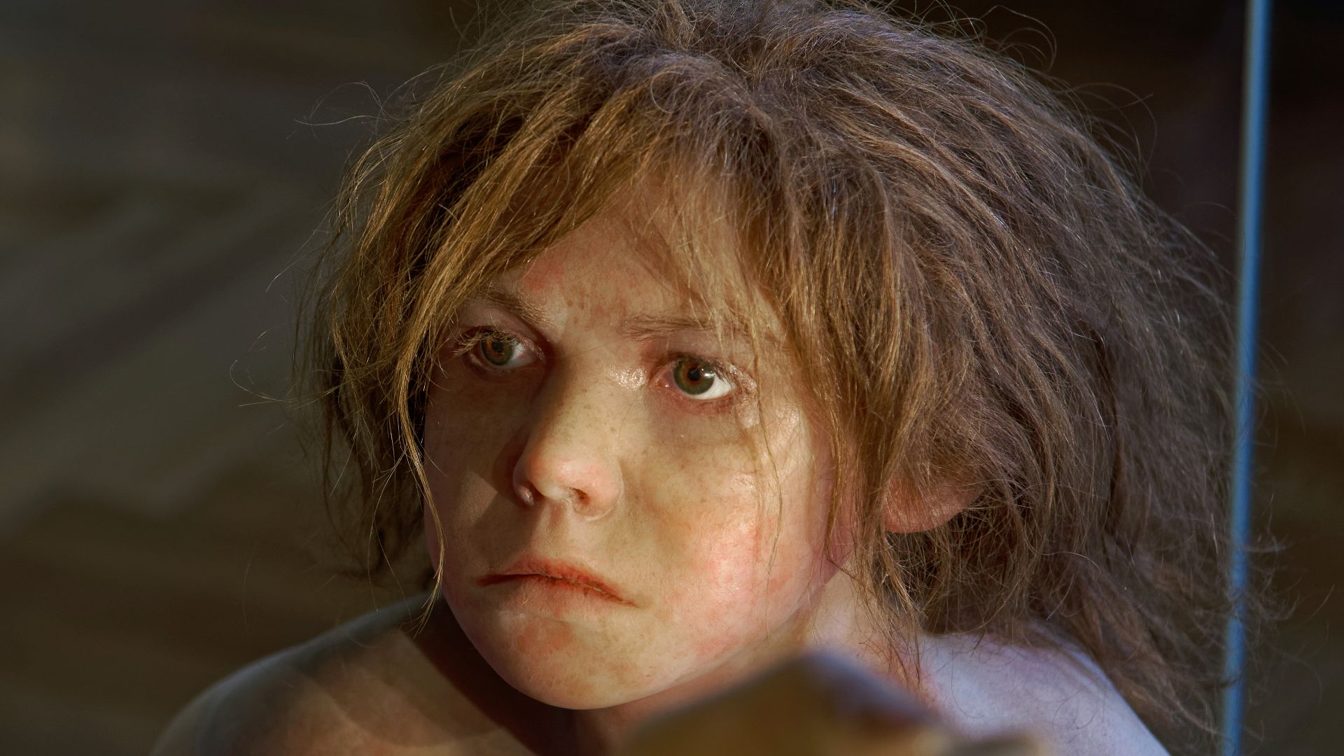 File:Homo neanderthalensis, The Natural History Museum Vienna, 20210730 1225 1278.jpg