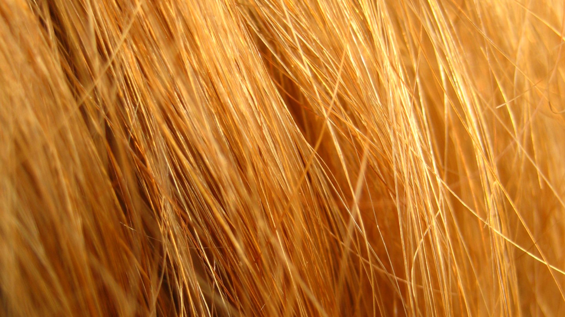 File:Redhead close up.jpg