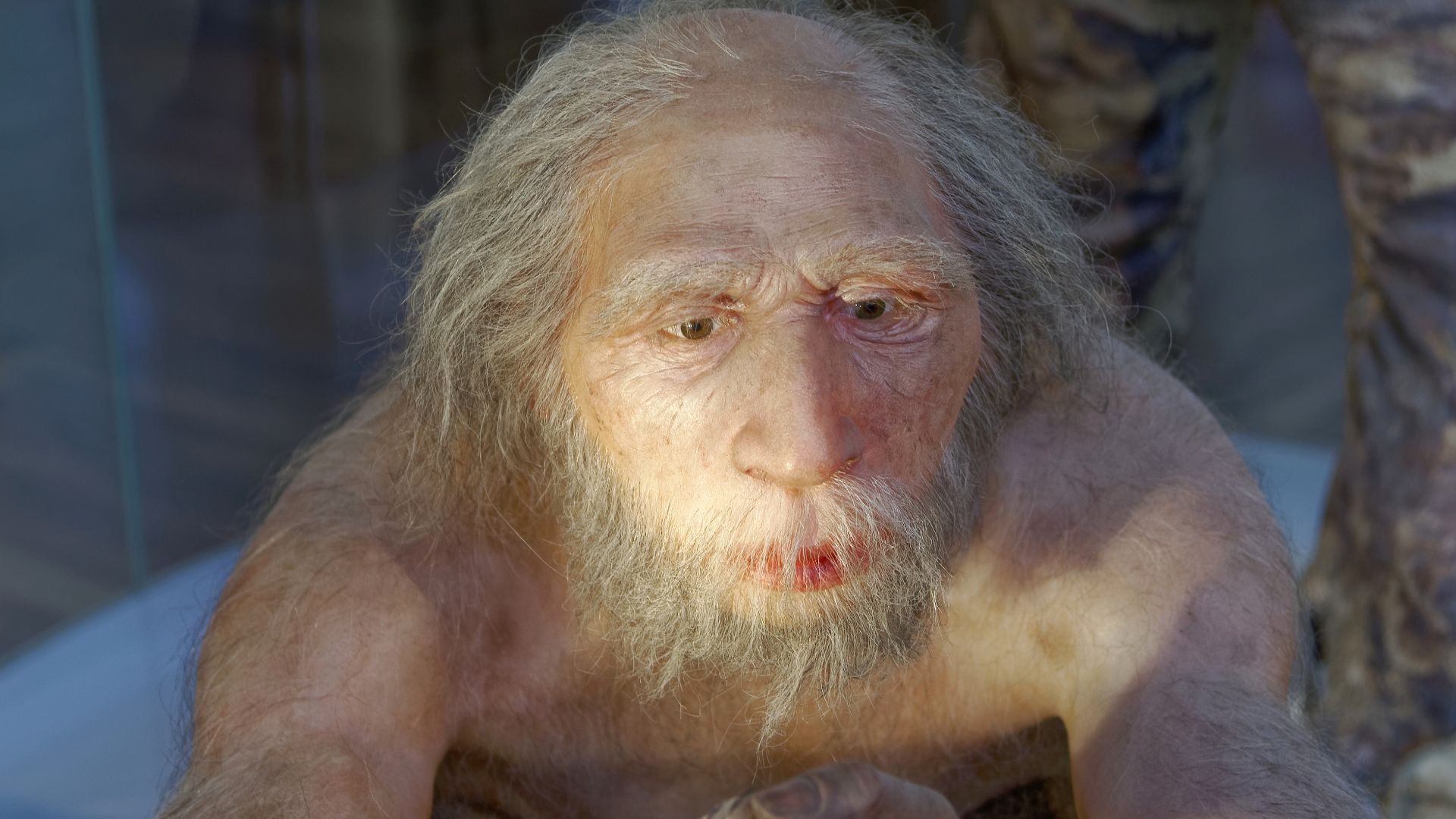 File:Homo neanderthalensis, The Natural History Museum Vienna, 20210730 1225 1277.jpg