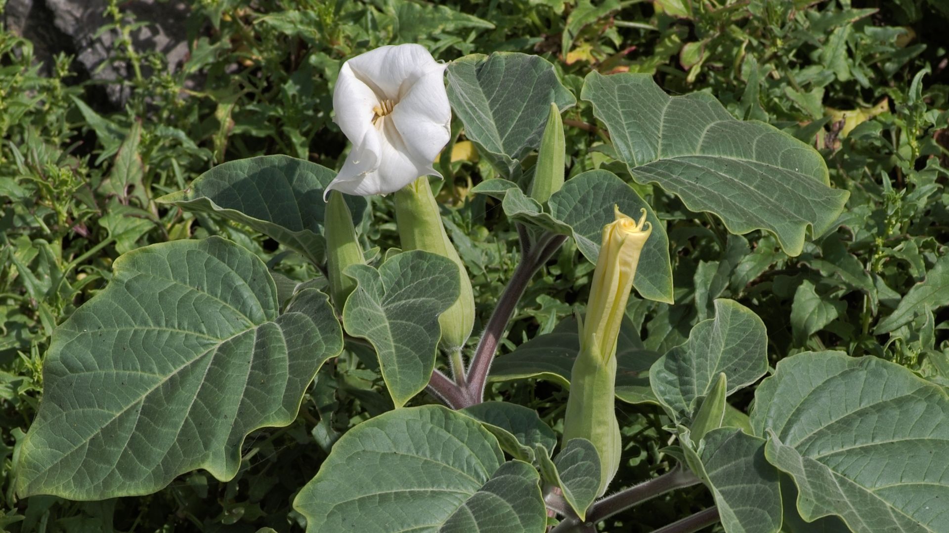 File:Datura innoxia - habitus.jpg