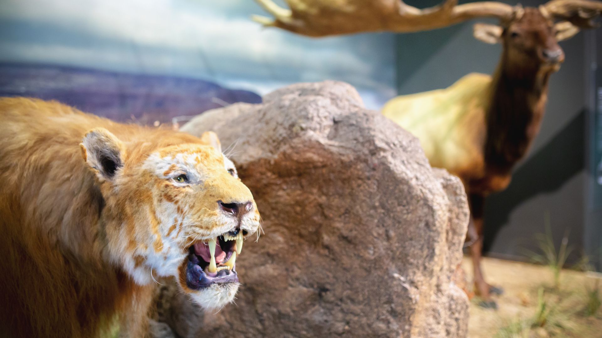 File:Cave lion at the Ice Age Centre.jpg