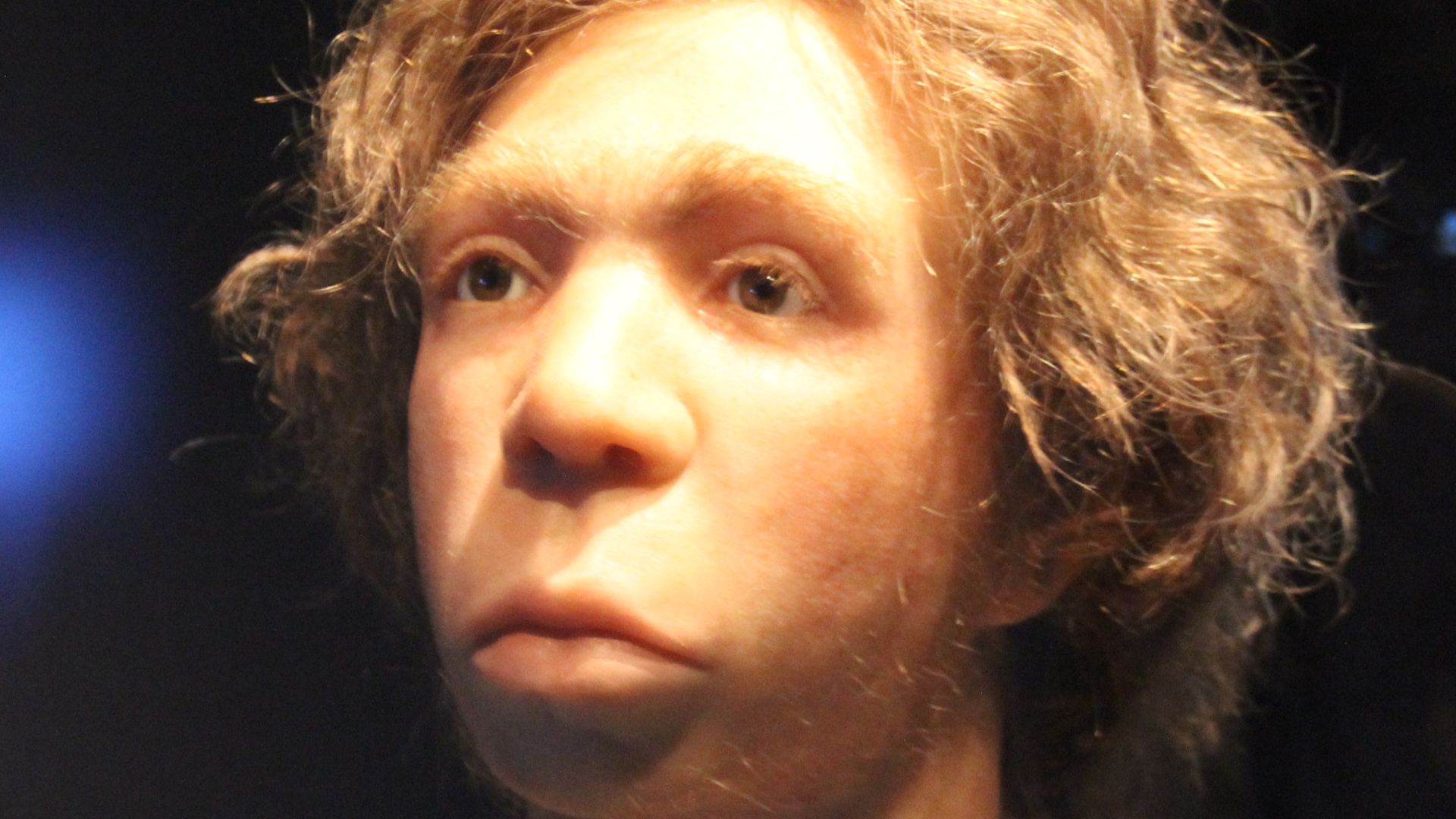 File:Le Moustier Neanderthal Skull reconstitution Neues Museum Berlin.jpg