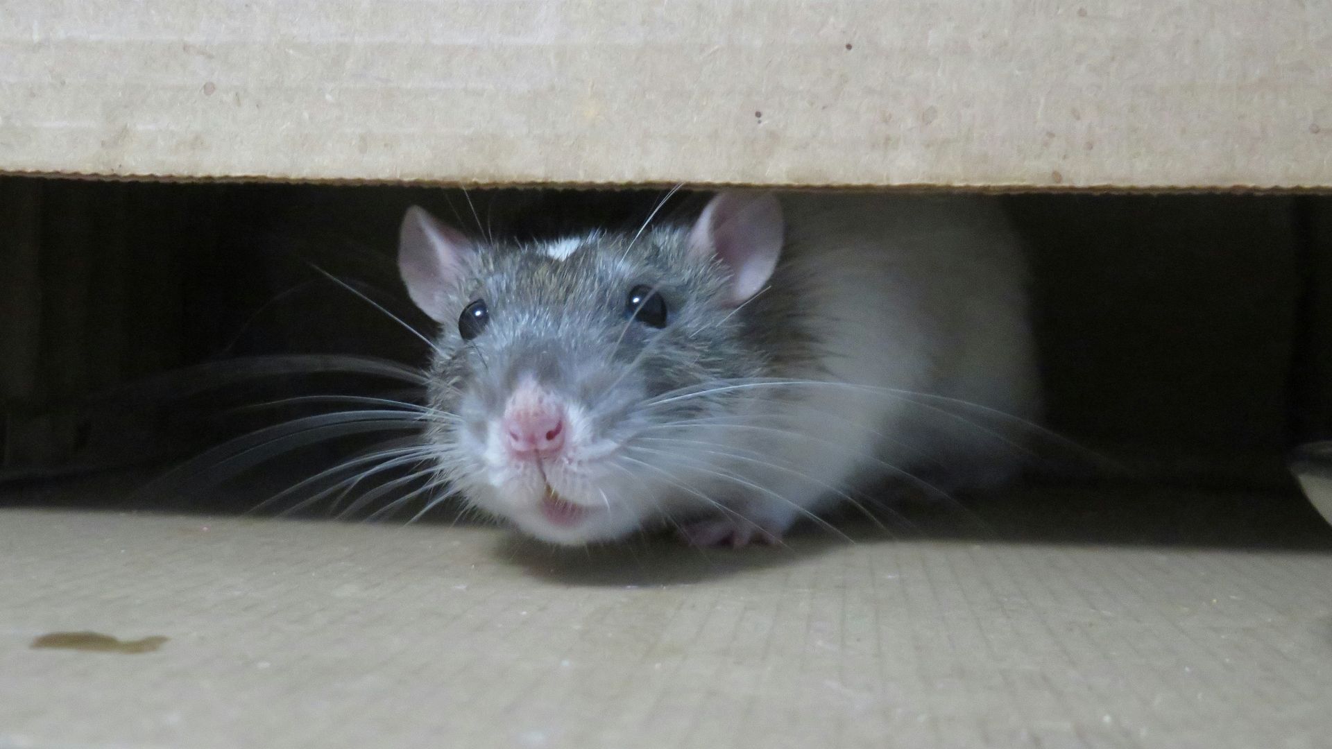 white mouse on brown cardboard box