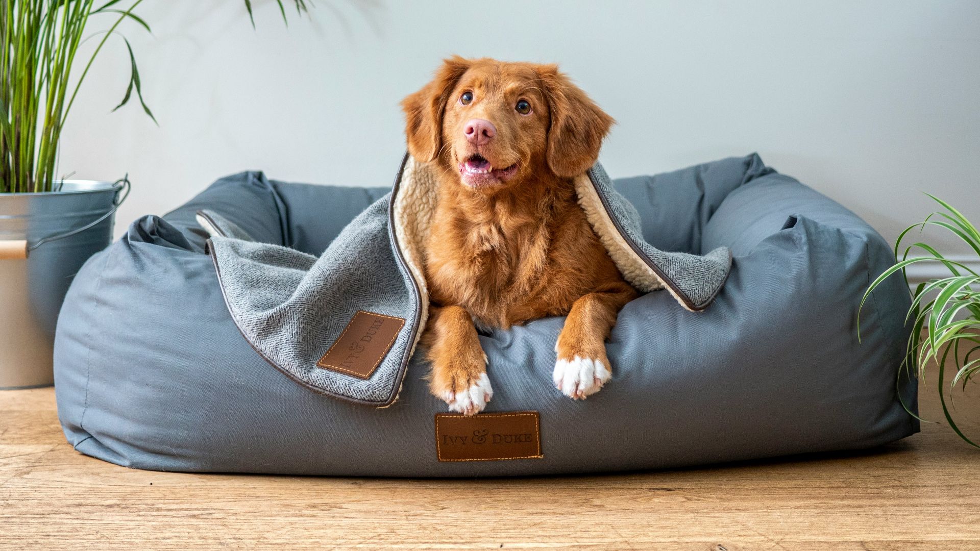 brown short coated dog on gray couch