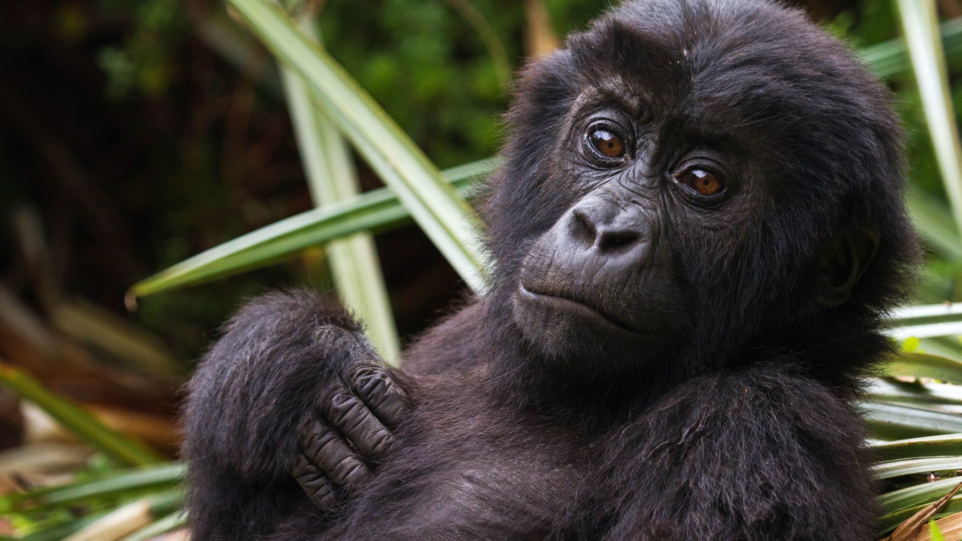 File:Eastern Lowland Gorilla Infant in Kahuzi Biega National Park.jpg