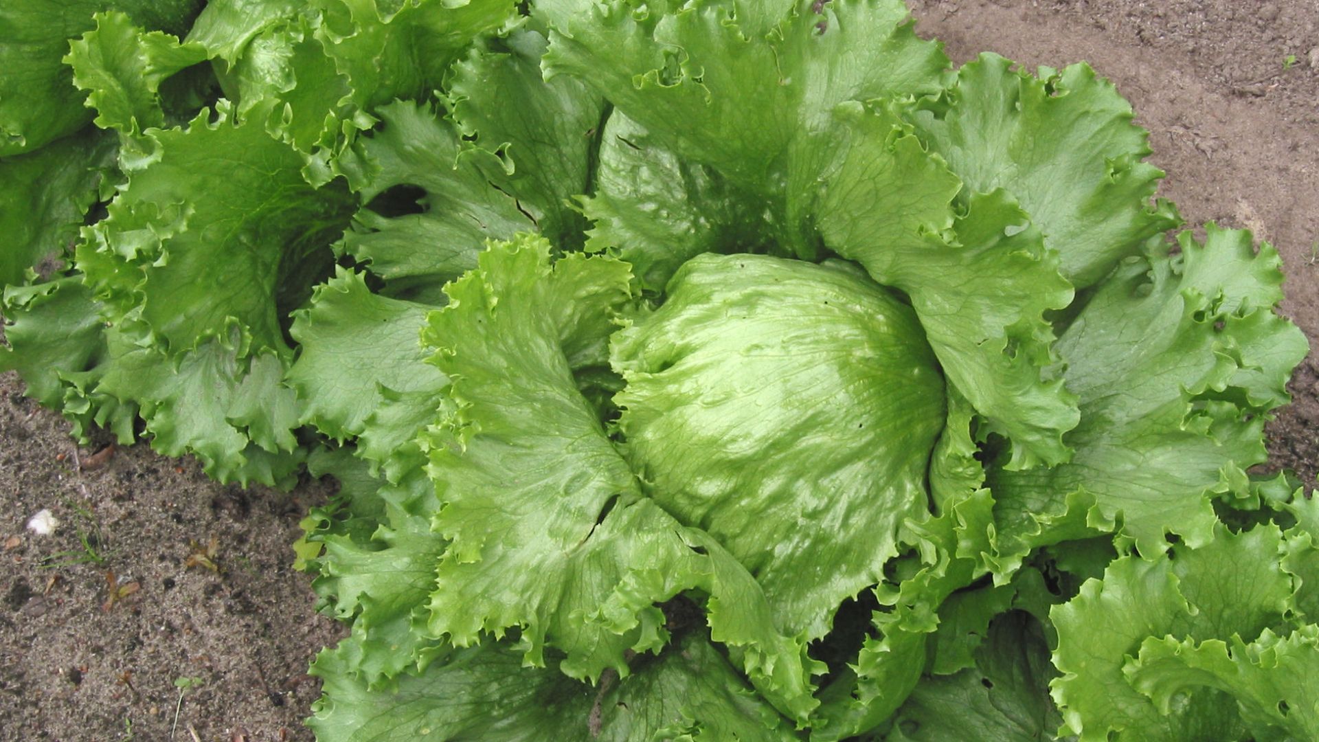 File:Iceberg lettuce (IJssla krop).jpg