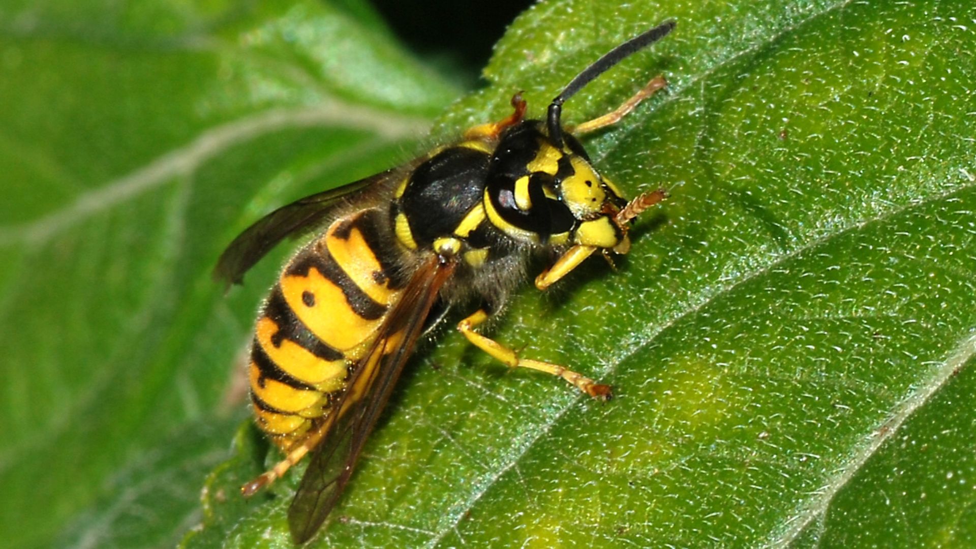 File:Wasp October 2007-7.jpg