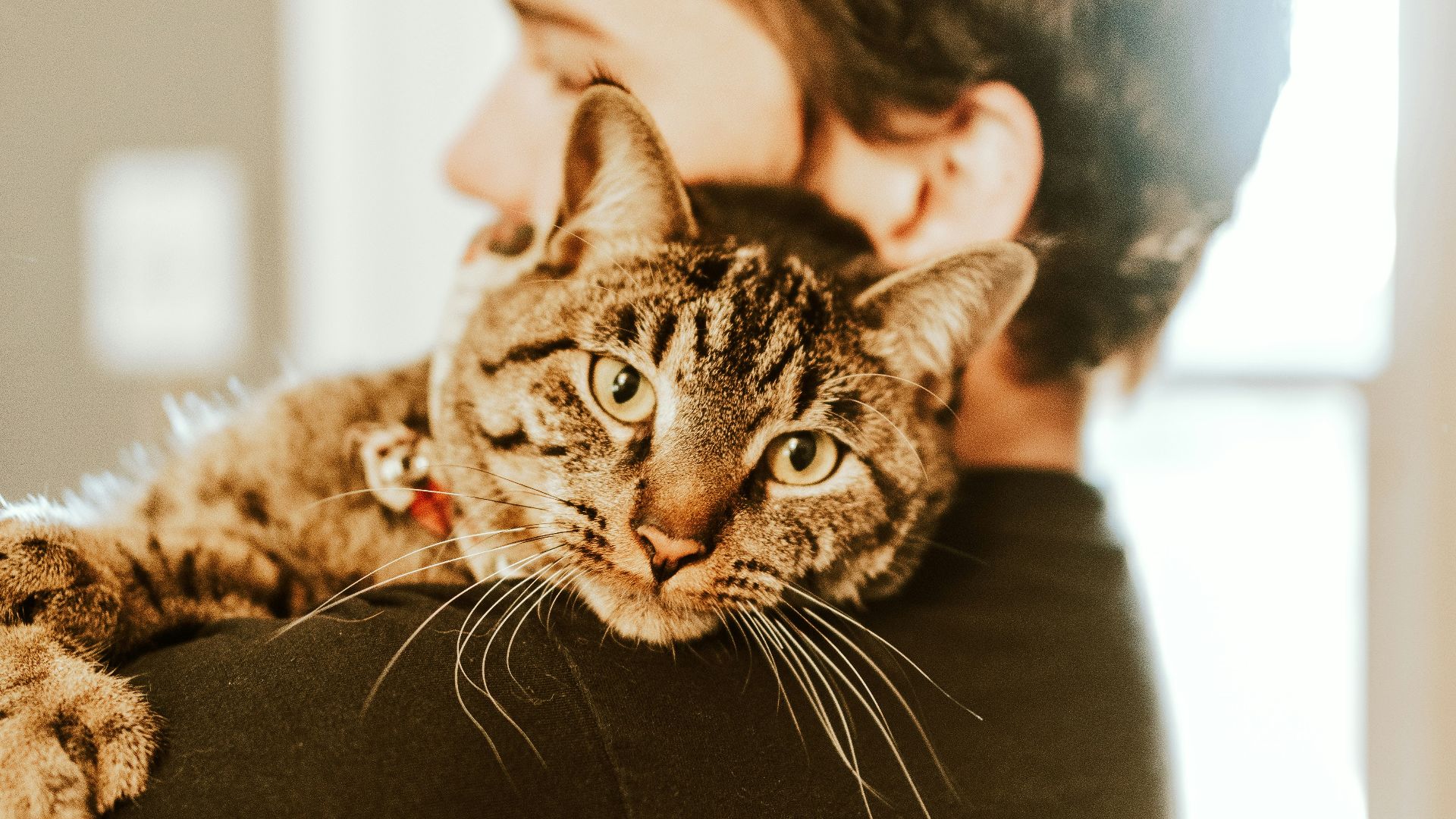 brown tabby cat on black leather chair