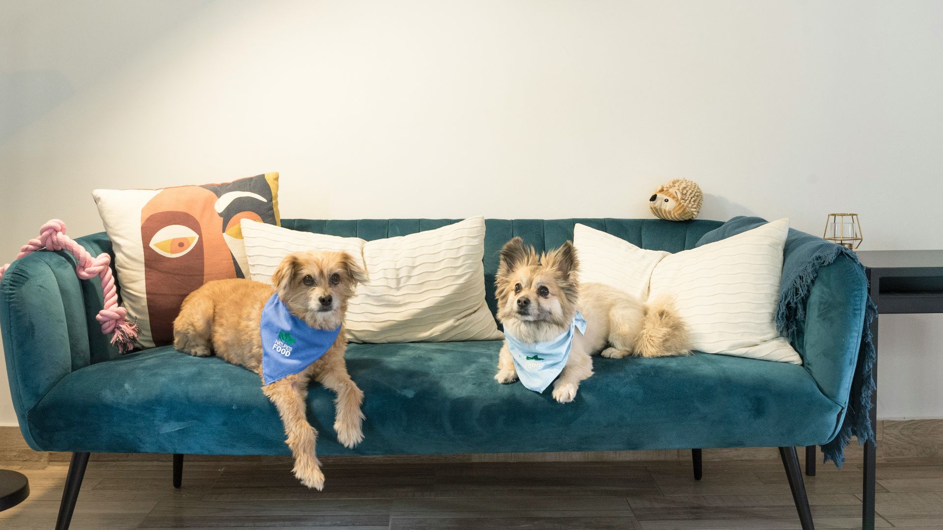 dogs sitting on a couch