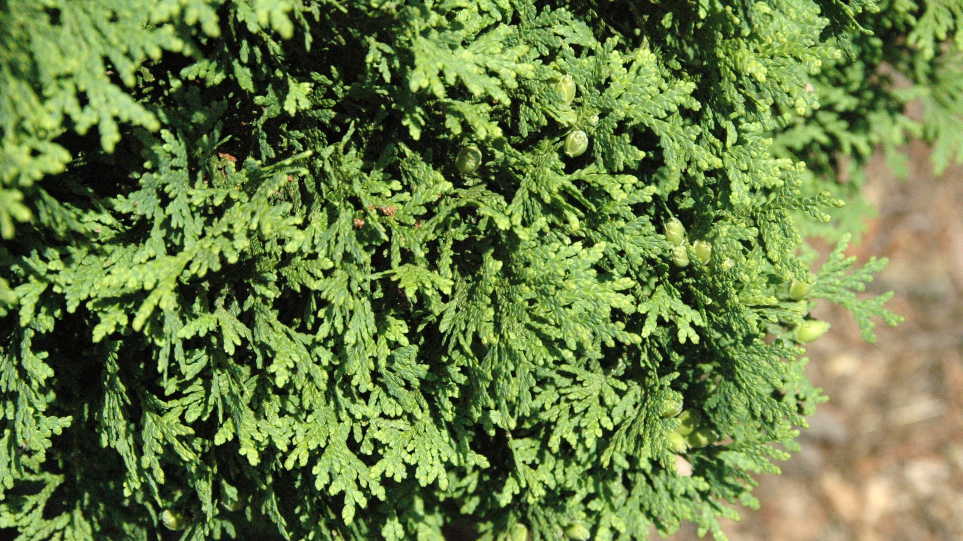 File:Thuja occidentalis