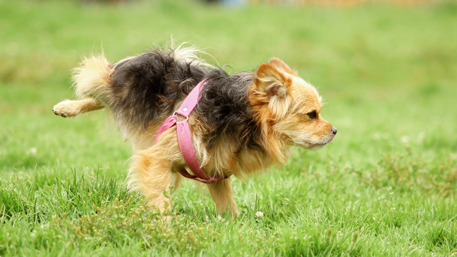 a dog running in the grass