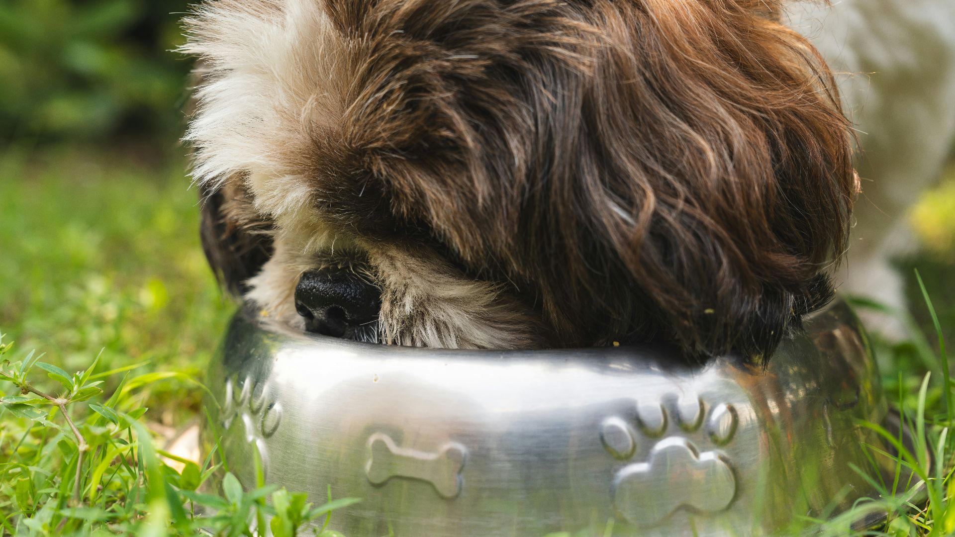 a brown and white dog eating out of a metal bowl