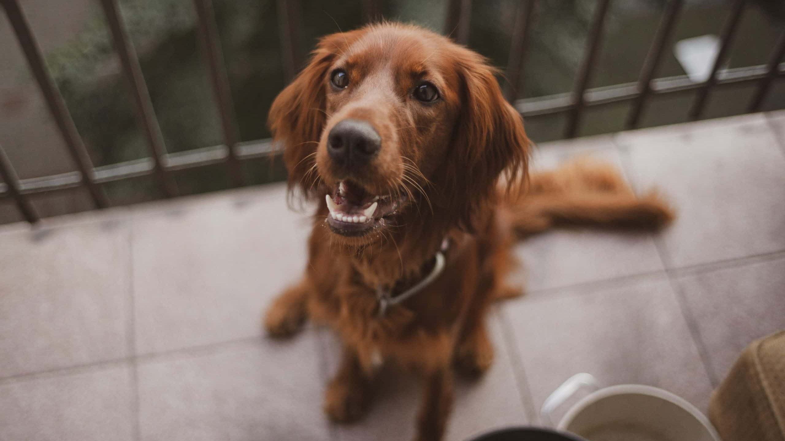 Nightmare Neighbors Facts