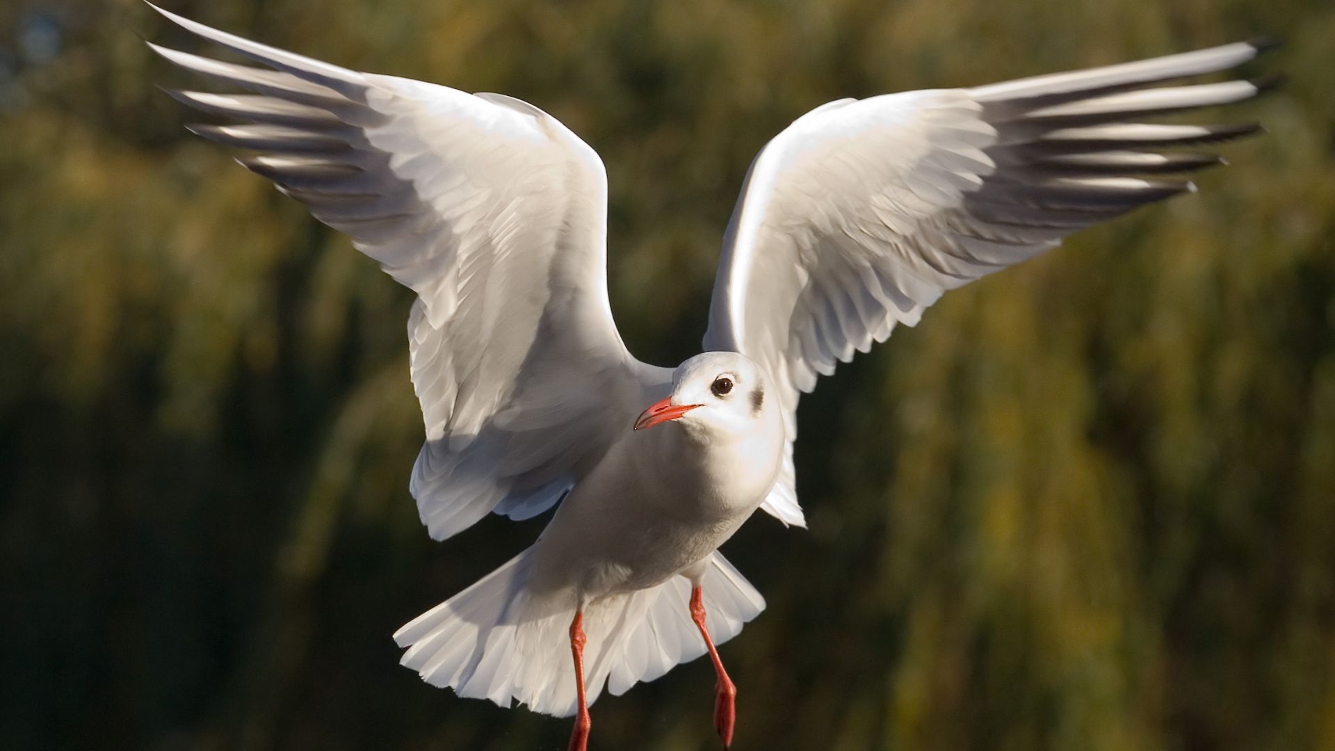 File:Black-headed Gull - St James's Park, London - Nov 2006.jpg