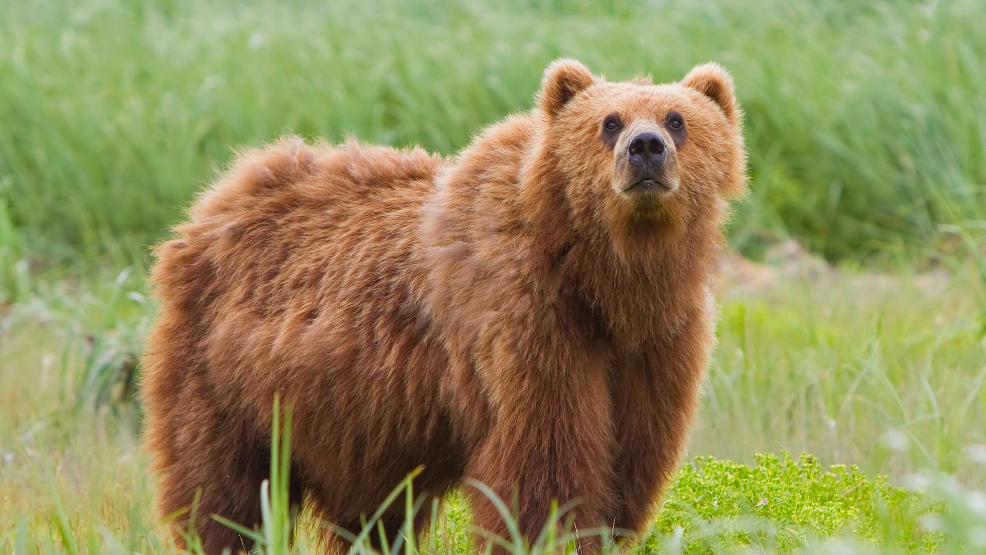 File:2010-kodiak-bear-1.jpg