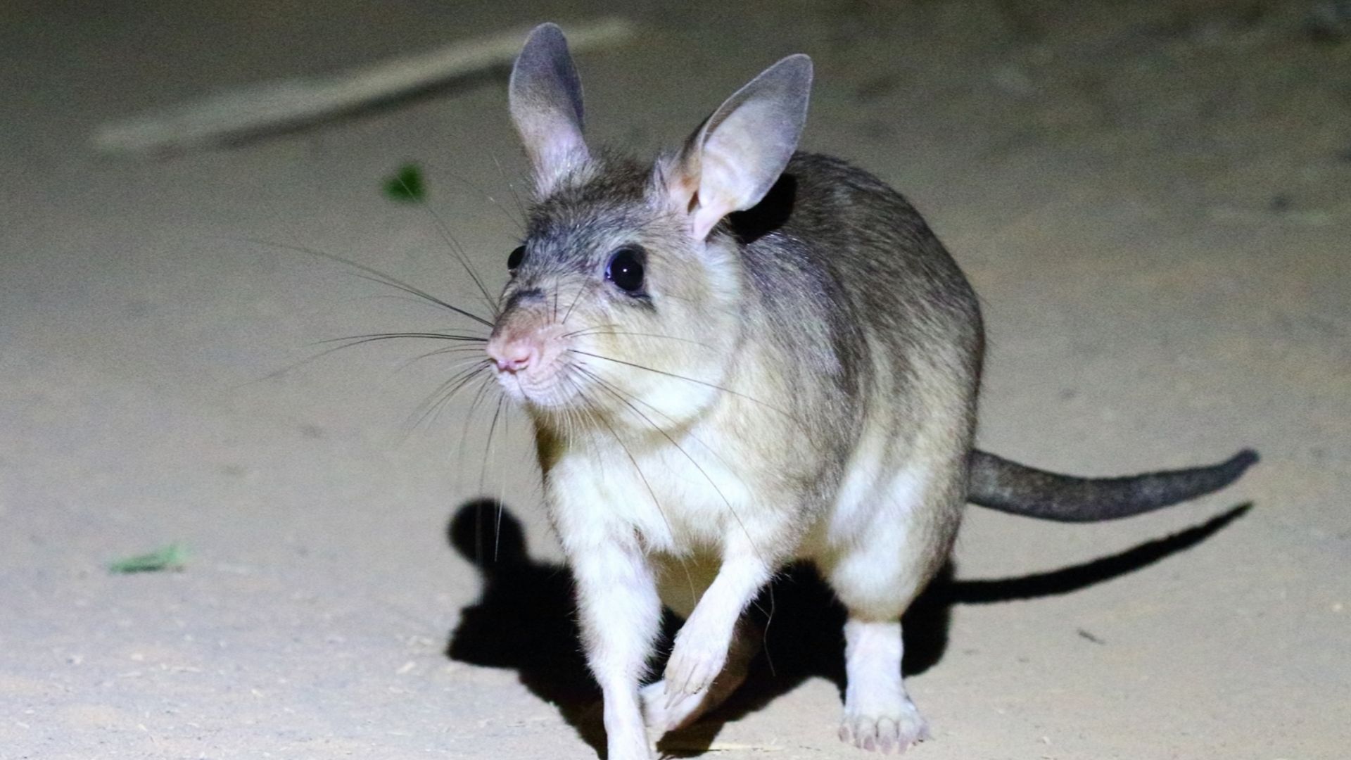 File:Malagasy giant rat.jpg