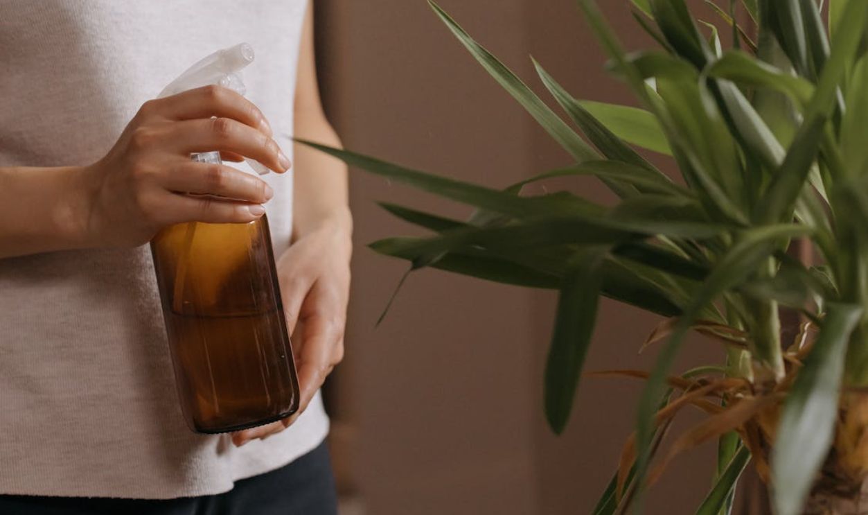A Person Watering a Plant