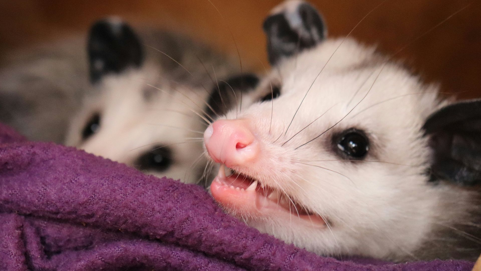 macro photography of white and black rat