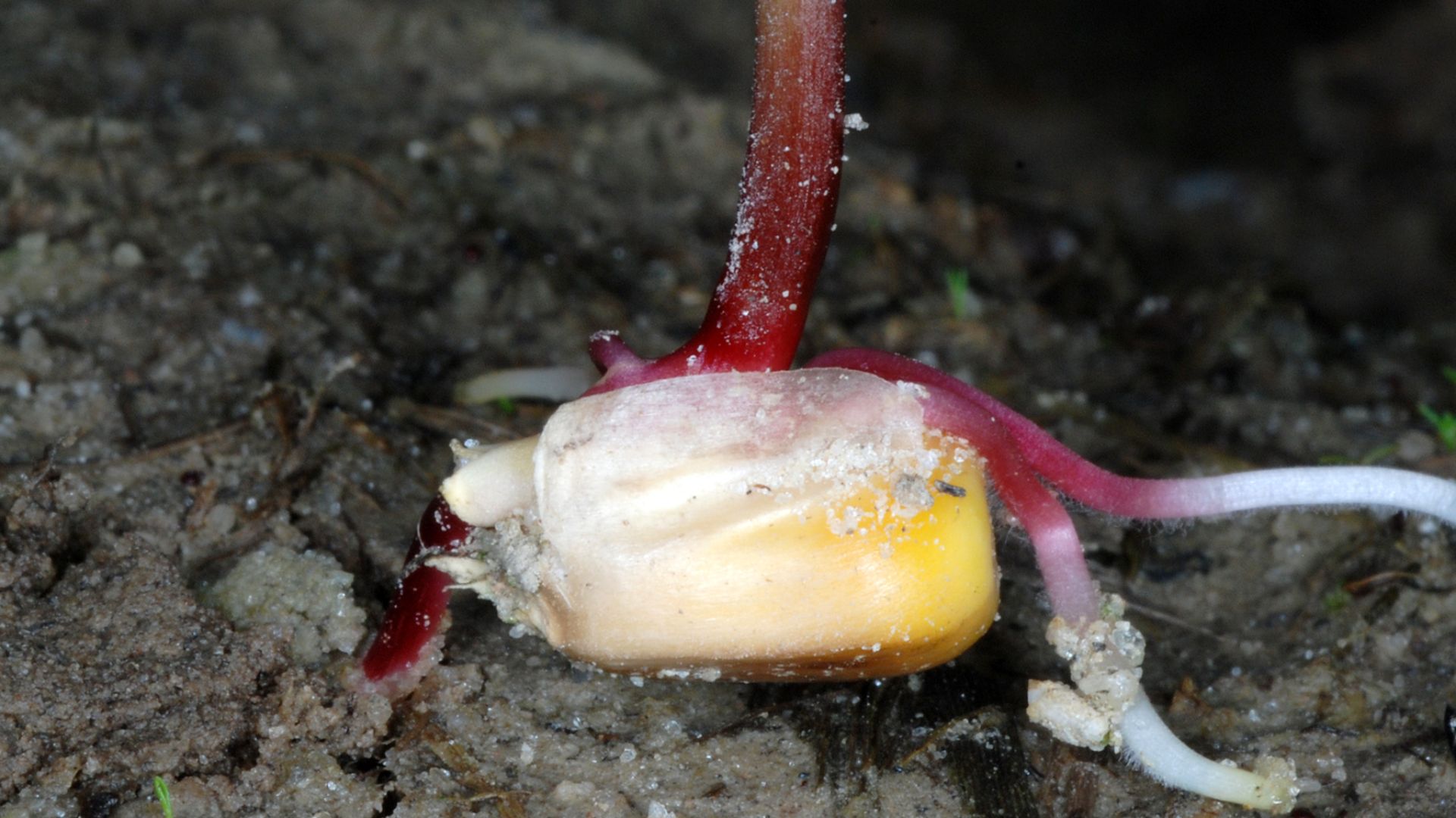 Zea mays seedling