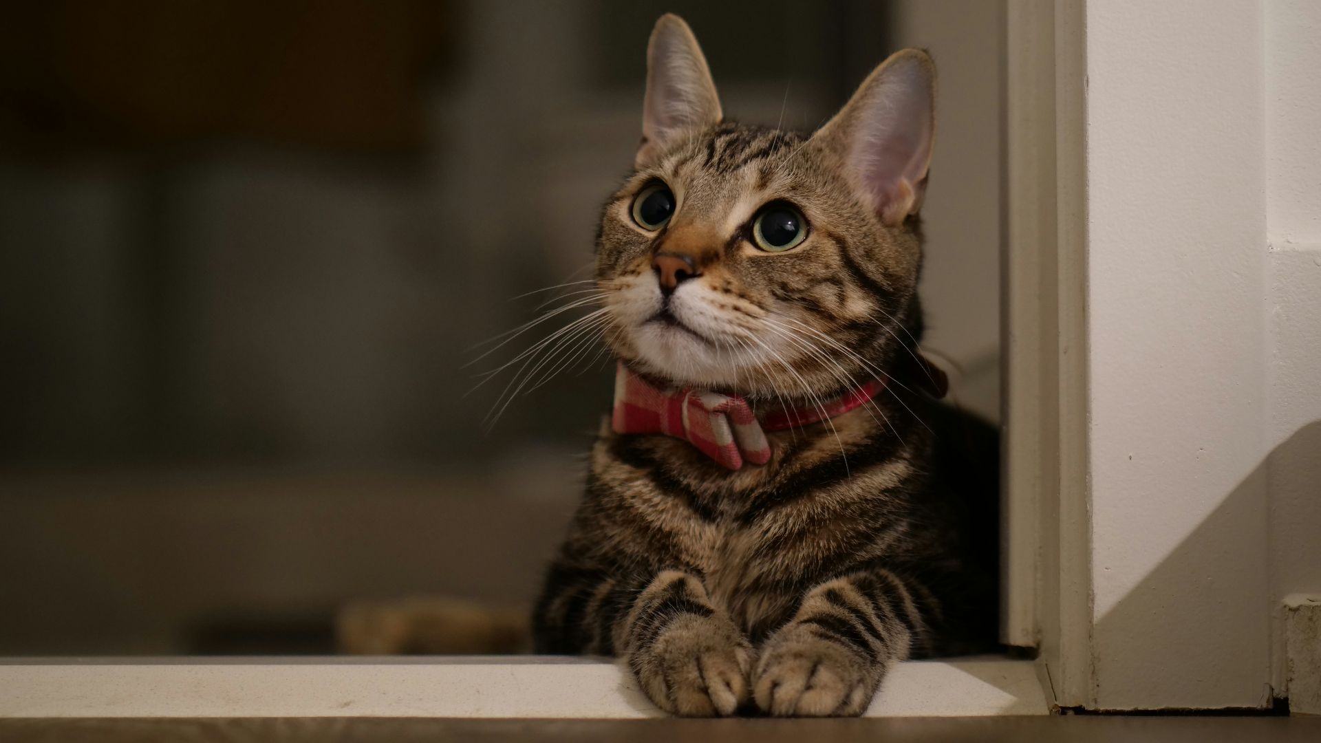 brown tabby cat on white wooden table