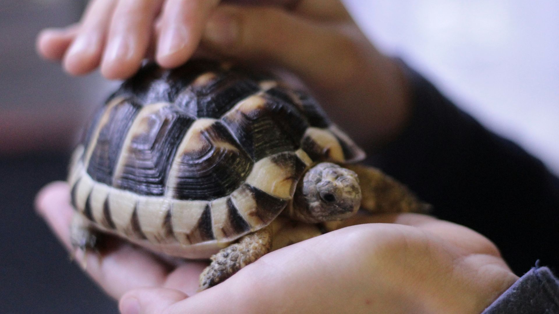 person holding turtle