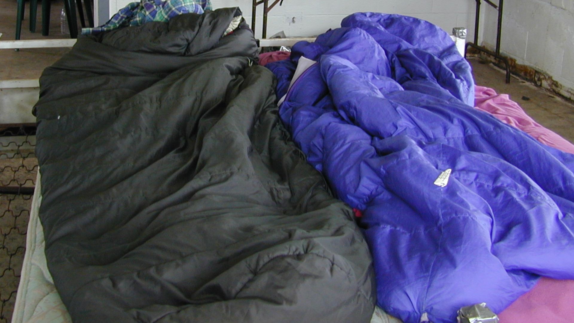 Tribulus cistoides (habitat and view Kim and Forests room). Location: Kure Atoll, Camp