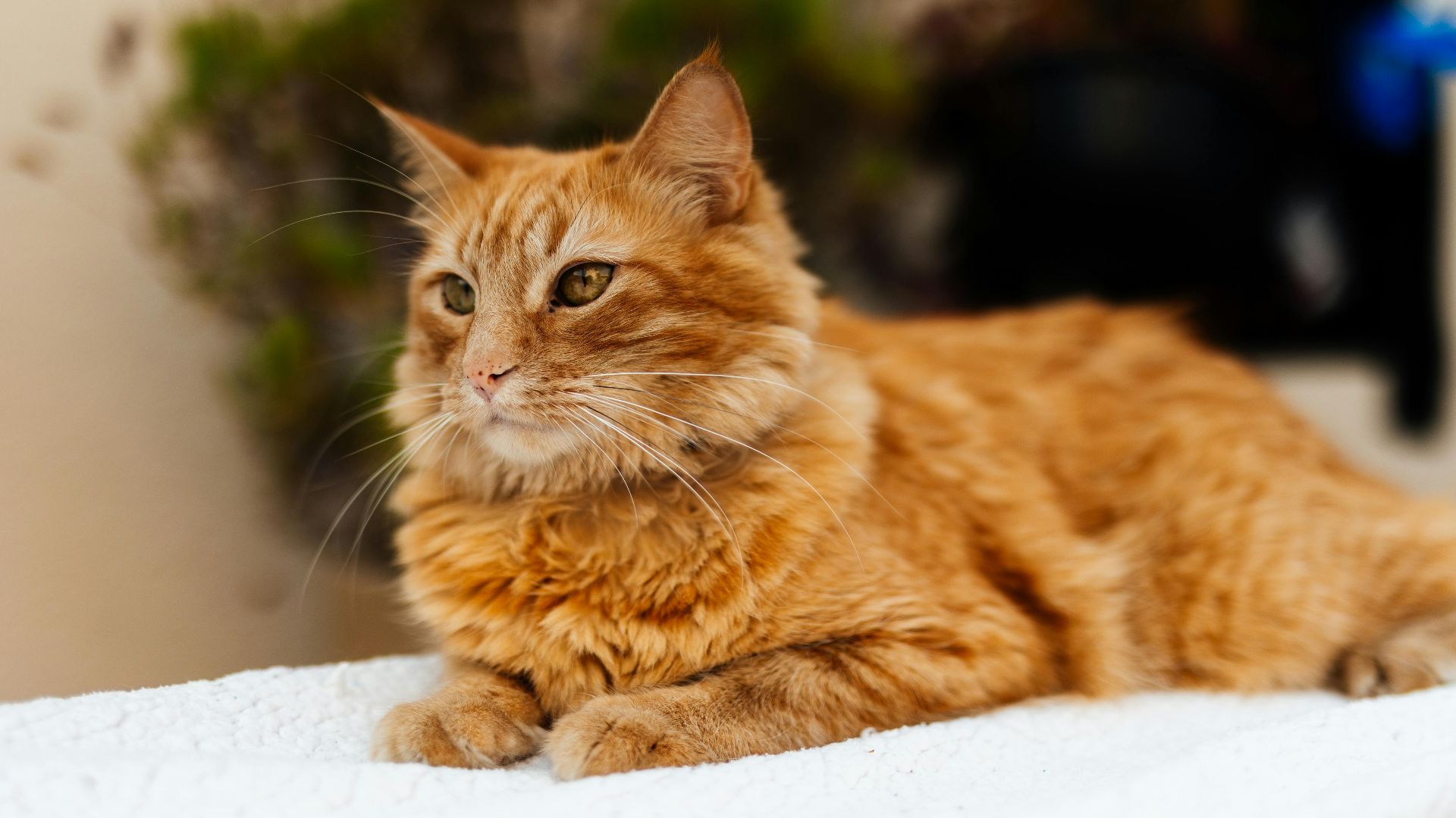Charming ginger cat lying on a cozy white blanket indoors, looking calm and content.