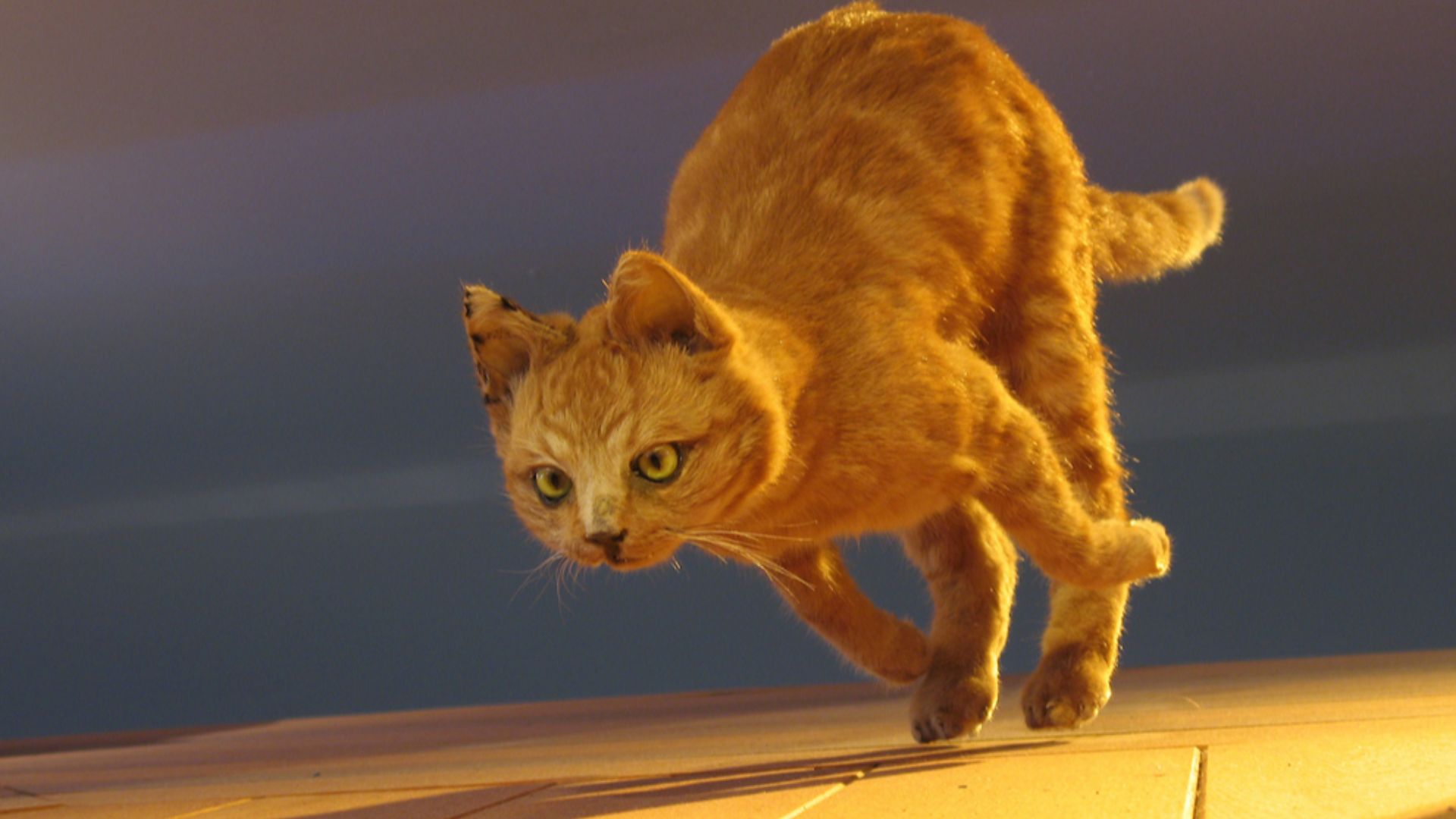 O.K. O.K. honestly ? this shot was taken in a museum, it's a stuffed cat, frozen in hunting position !!!

But i liked the composition and the light...