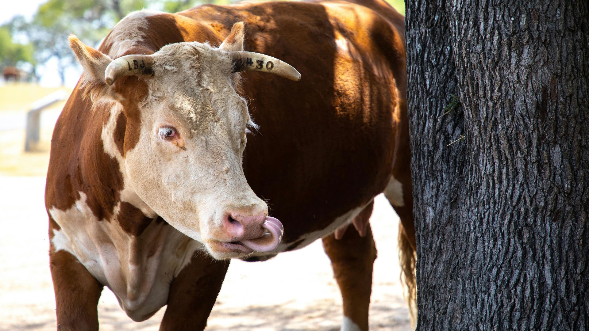 A close-up of a brown cow licking its nose under a tree in a sunny outdoor setting.