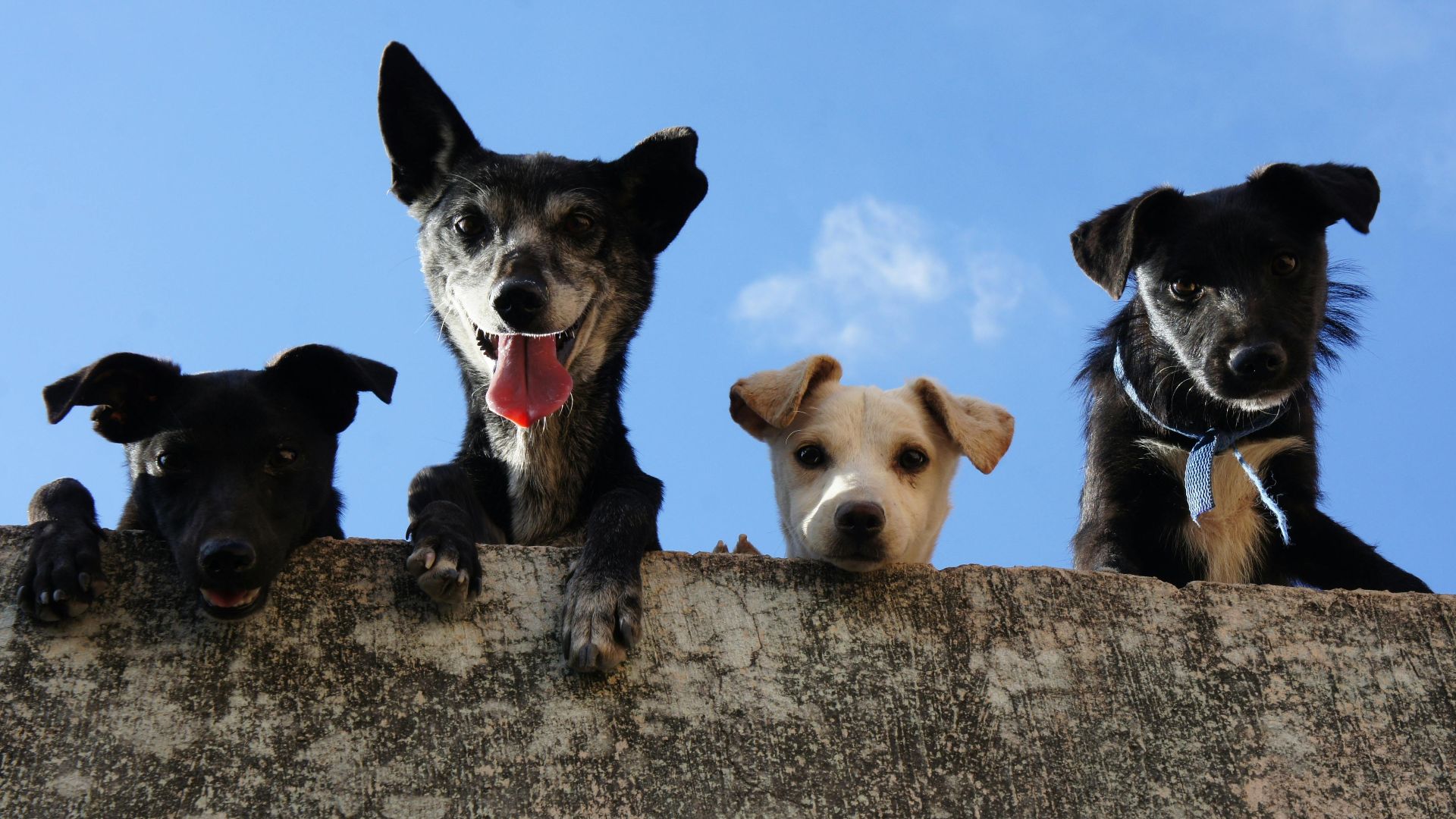 Four playful dogs peek over a wall against a clear blue sky in Mexico.