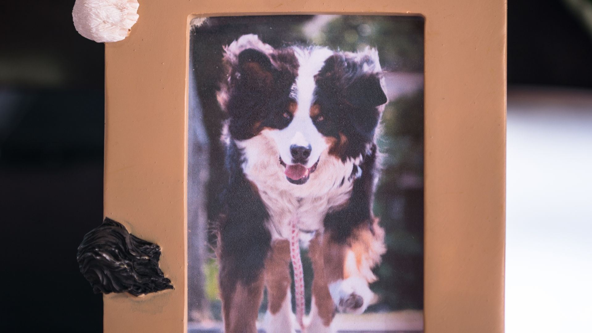I found a interesting photo frame of bernese mountain dog in Pier 39, San Francisco. So I put my explored photo of Miruku.
サンフランシスコのピア39でバーニーズマウンテンドッグのフォトフレームを買いました。早速、Explorerをいただいたみるくちゃんの写真を入れていました。

[ Nikon D4, Nikon Ai AF Micro-Nikkor 200mm f/4D IF-ED, f/4.2, 15sec, ISO100, Tripod, Lightroom 5 ]
